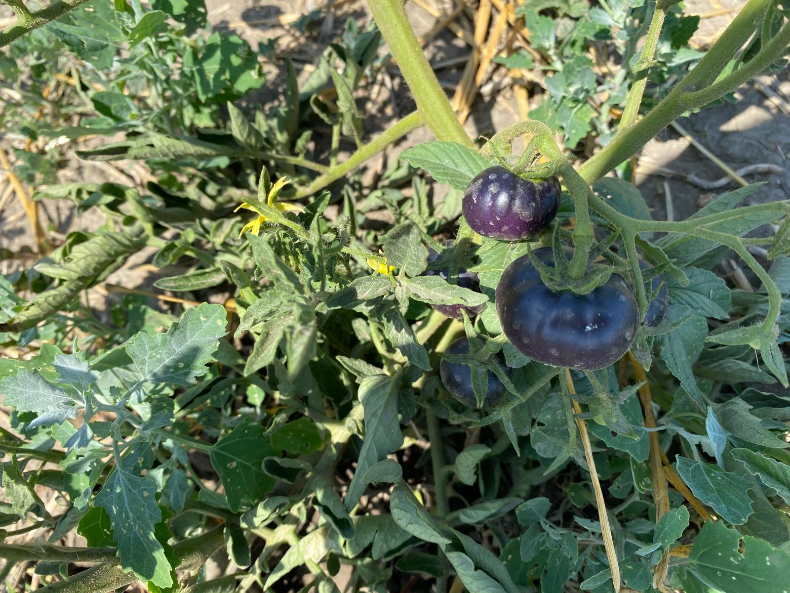 blaue Tomaten, alte Sorte, ganz natürlich, 20 Samen