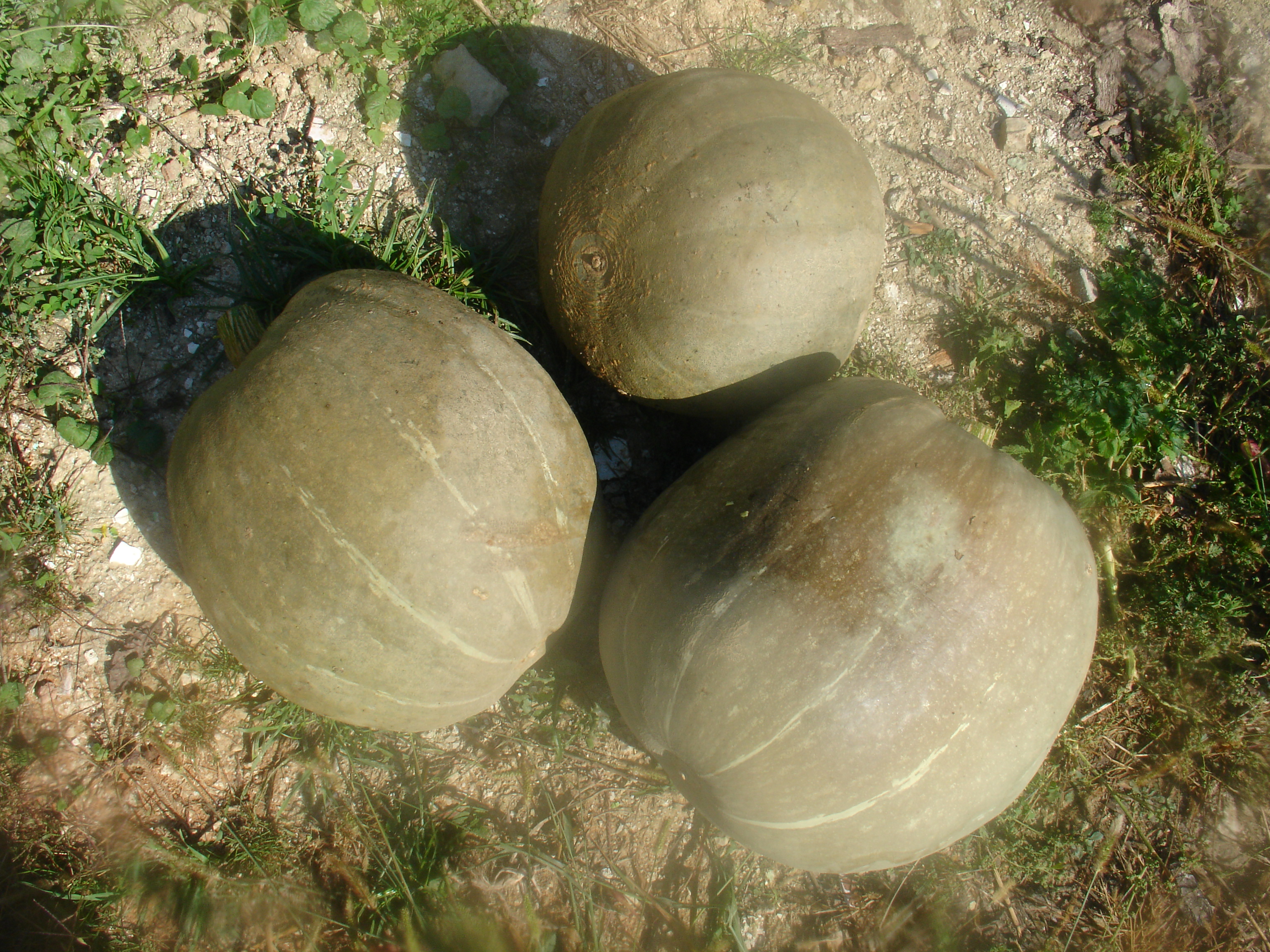 großer grüner Kürbis, 5 Samen
