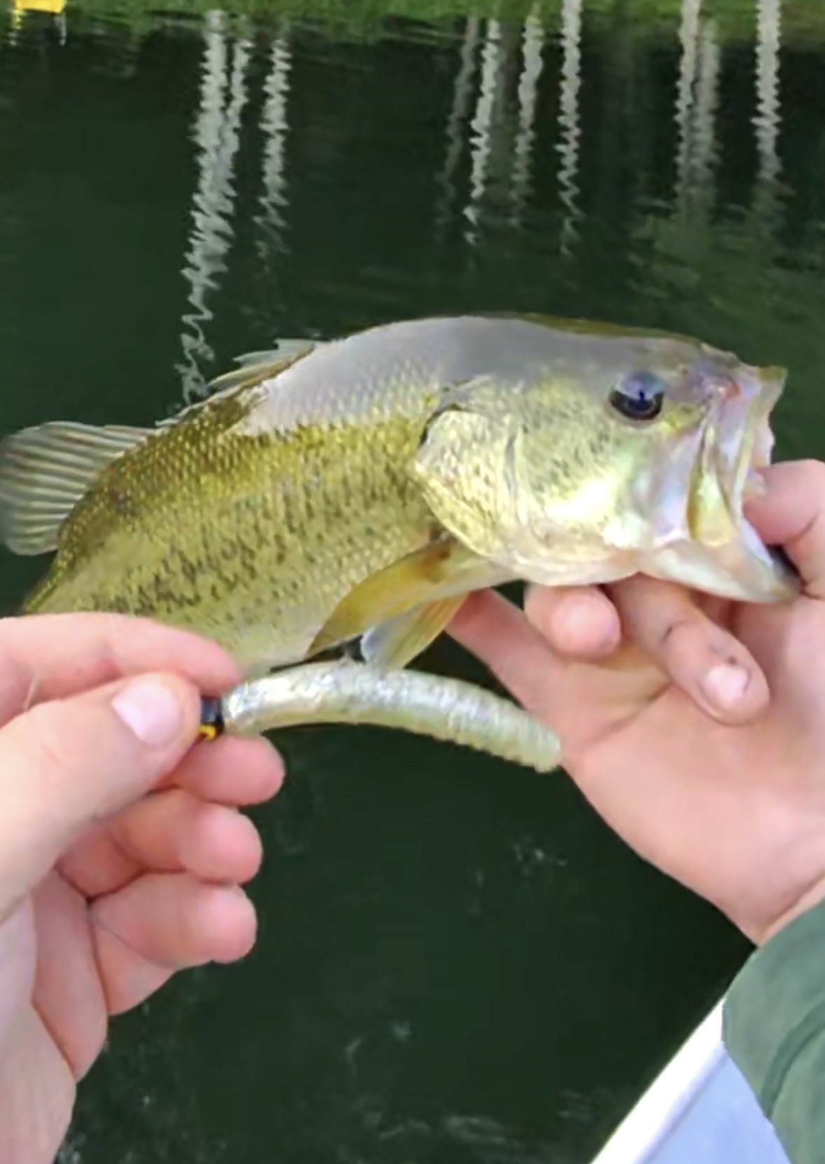 Northern Ned           2.75"