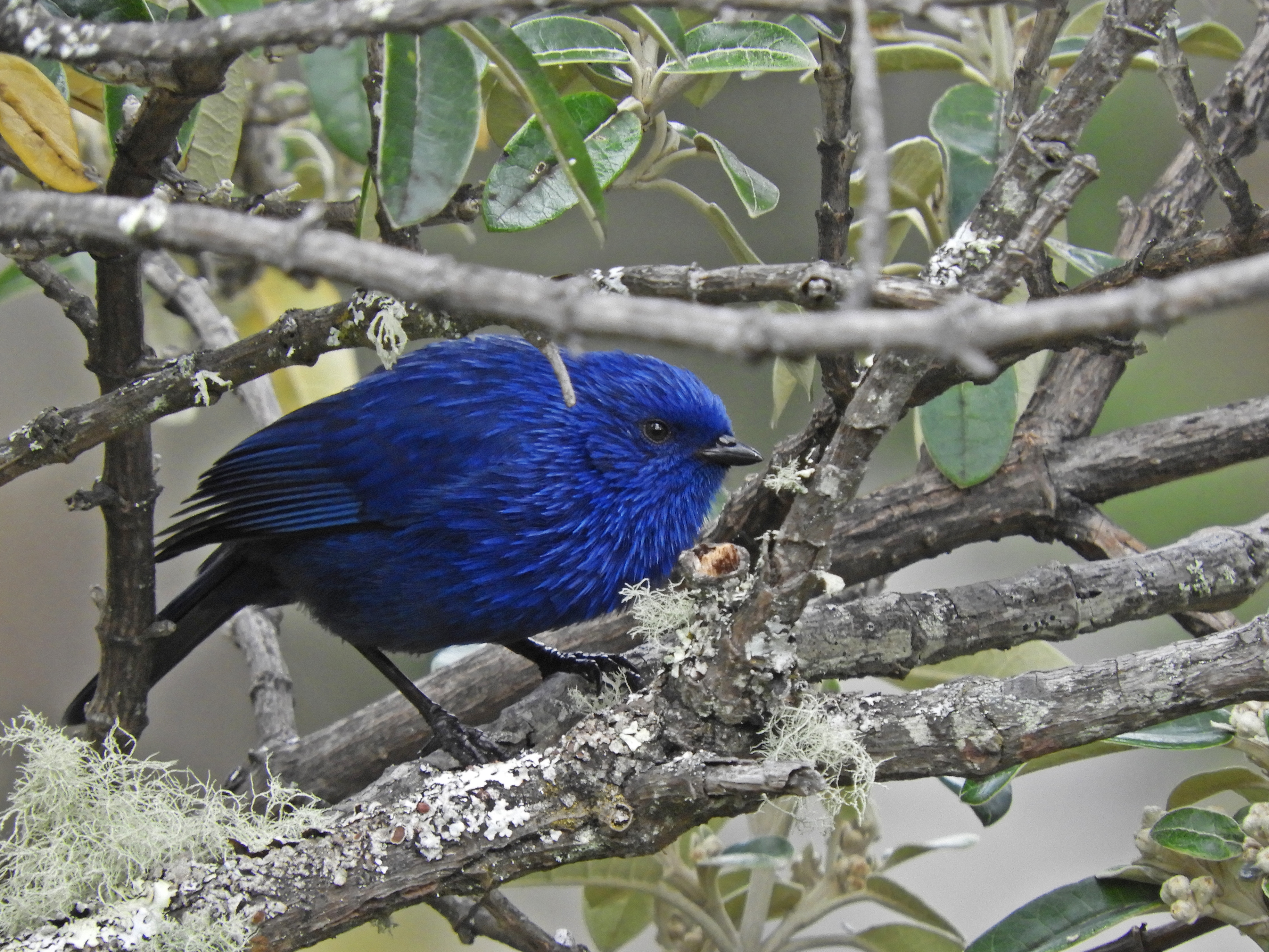 Cajas National Park Birding Tour