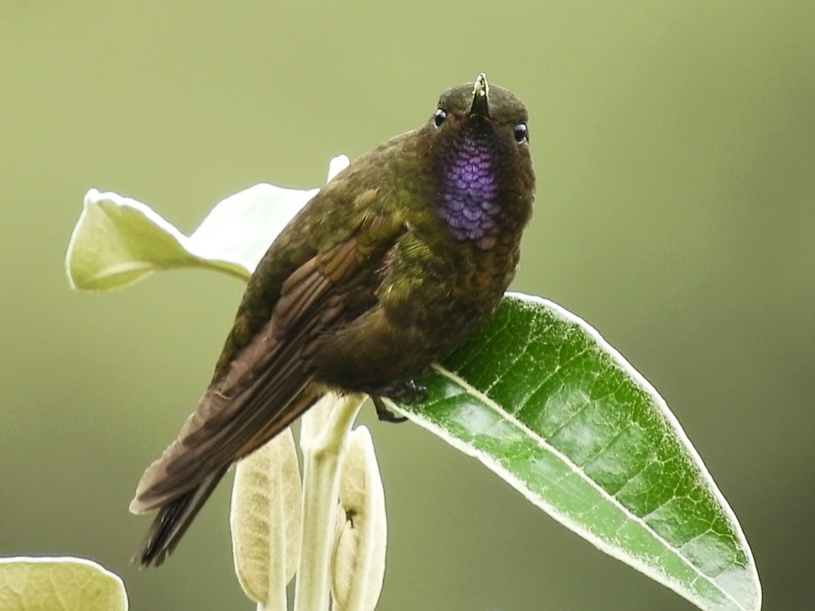 Cajas National Park Birding Tour