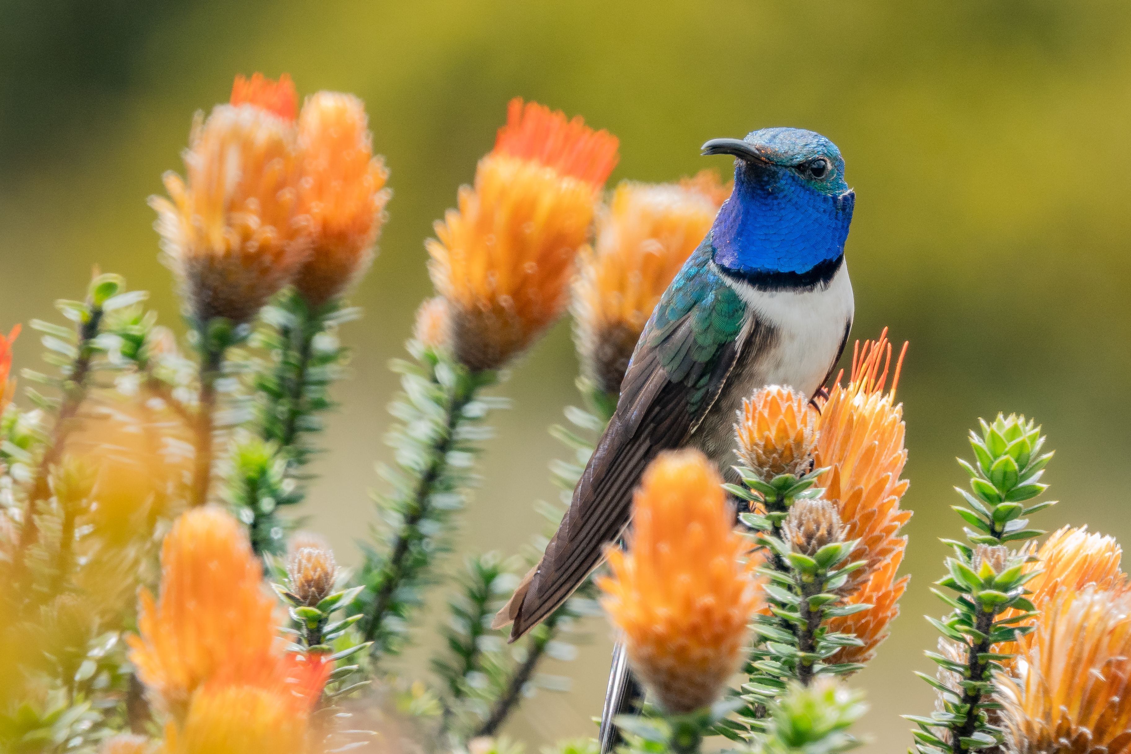 CERRO DE ARCOS  Birding tour