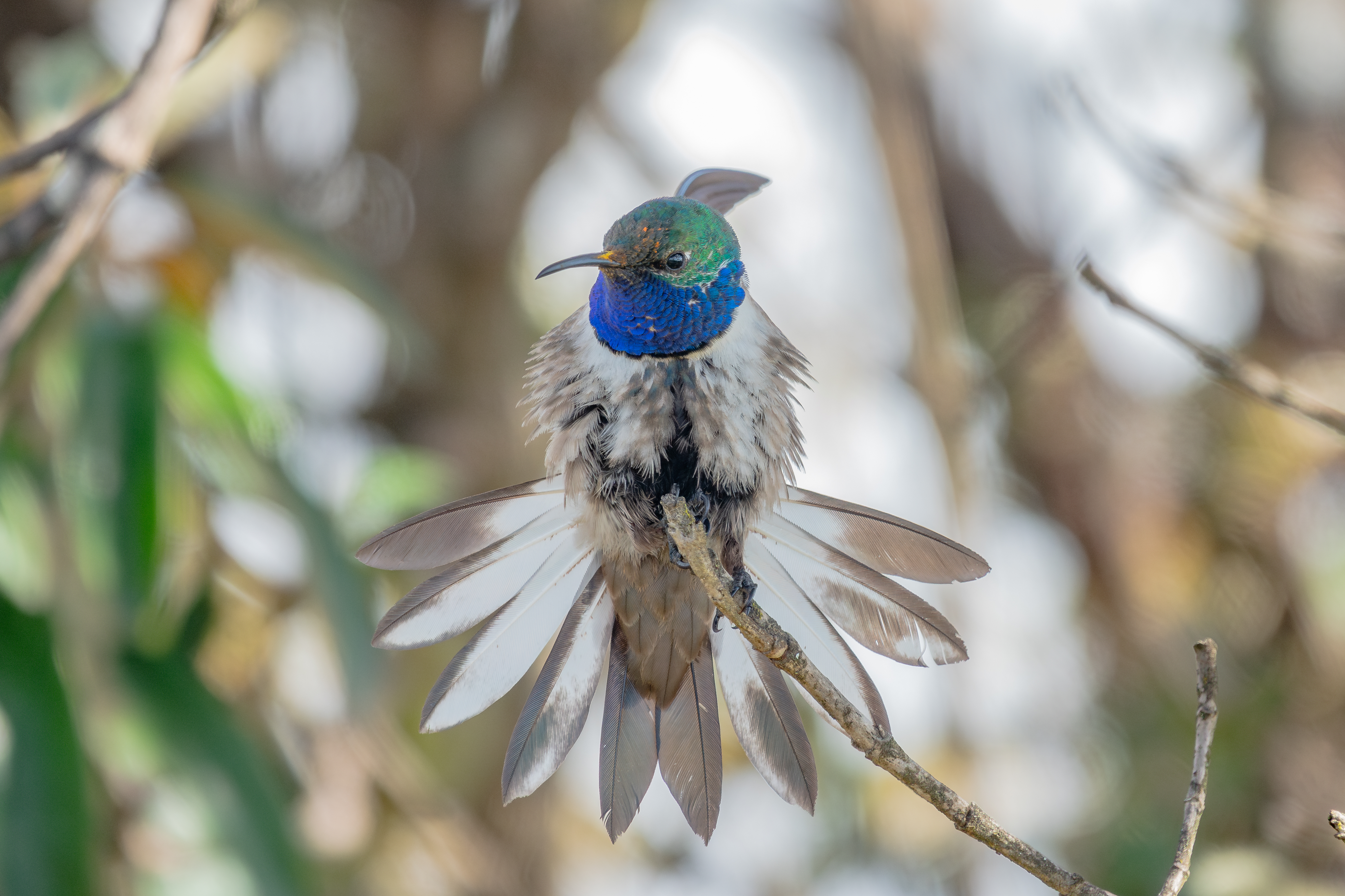 CERRO DE ARCOS  Birding tour