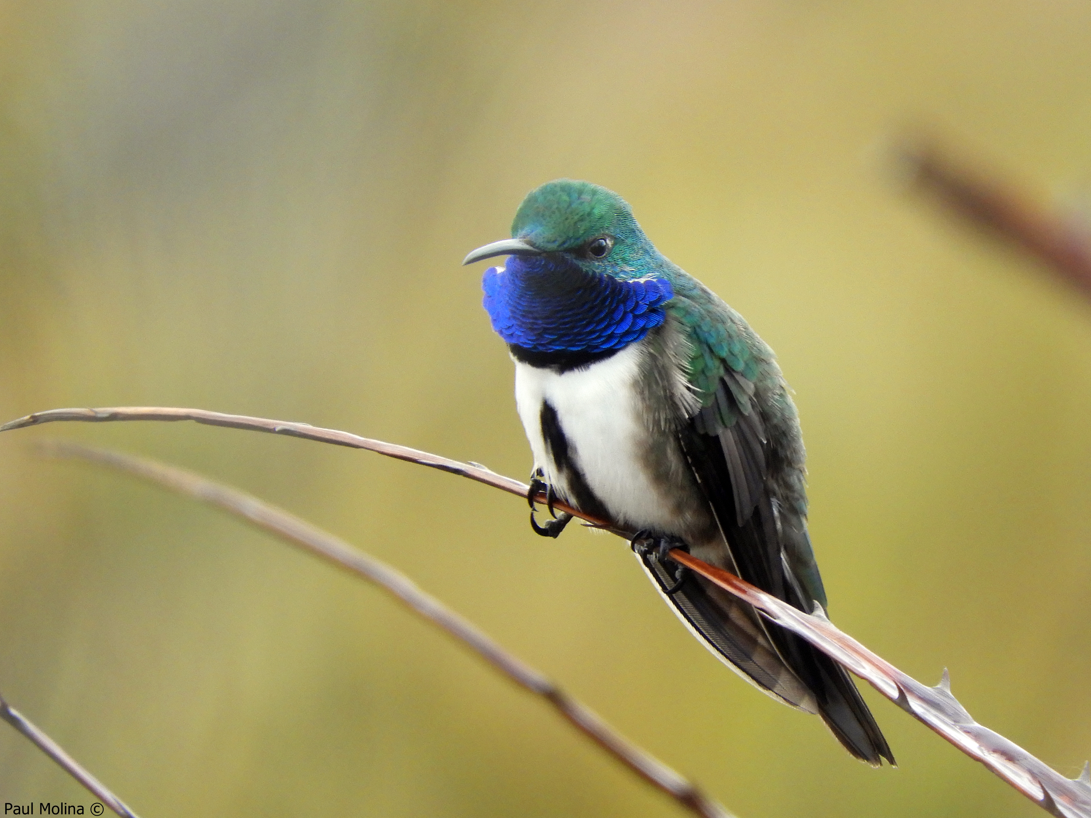 CERRO DE ARCOS  Birding tour
