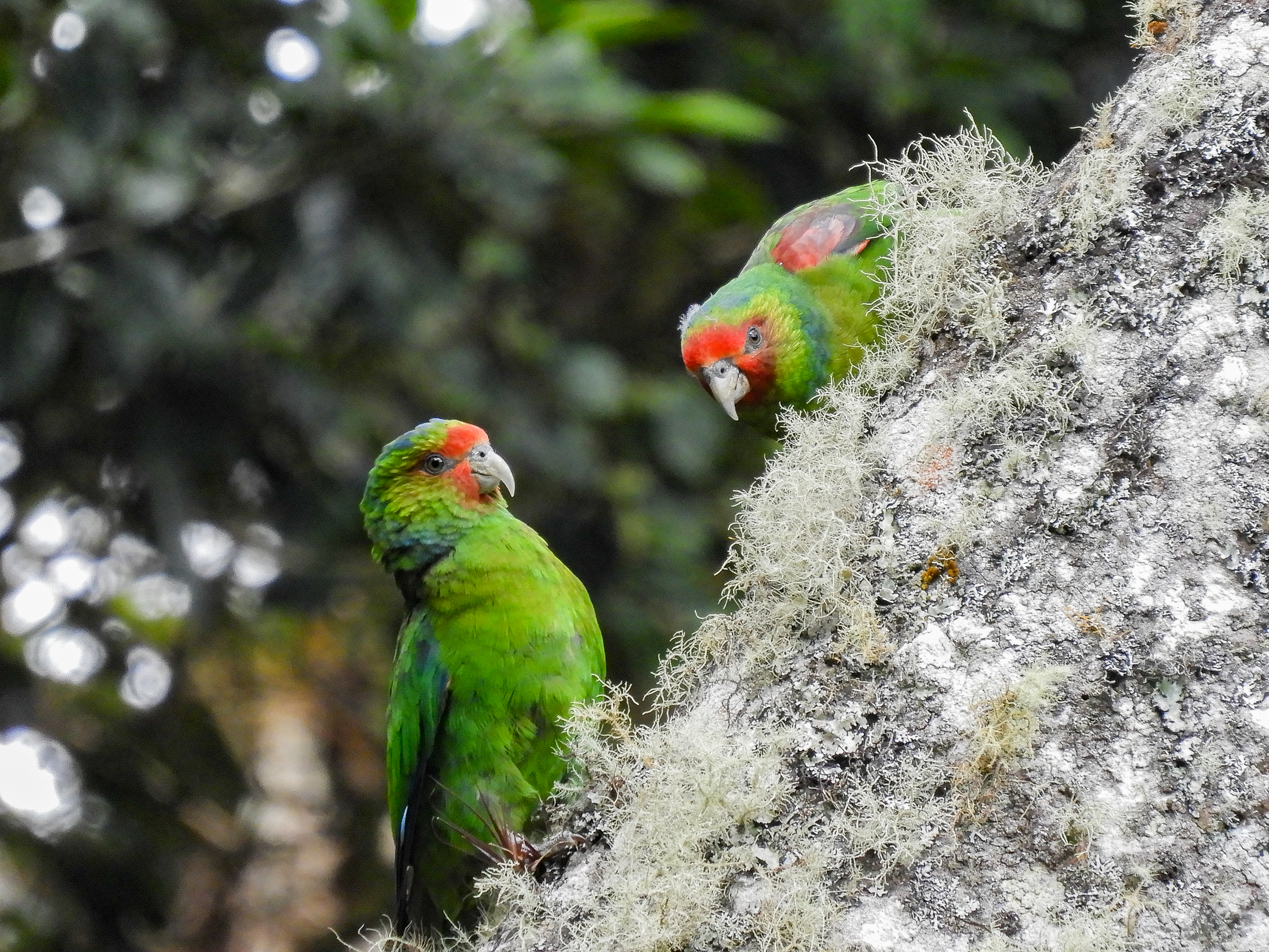 Río Negro–Sopladora National Park Birding Tour