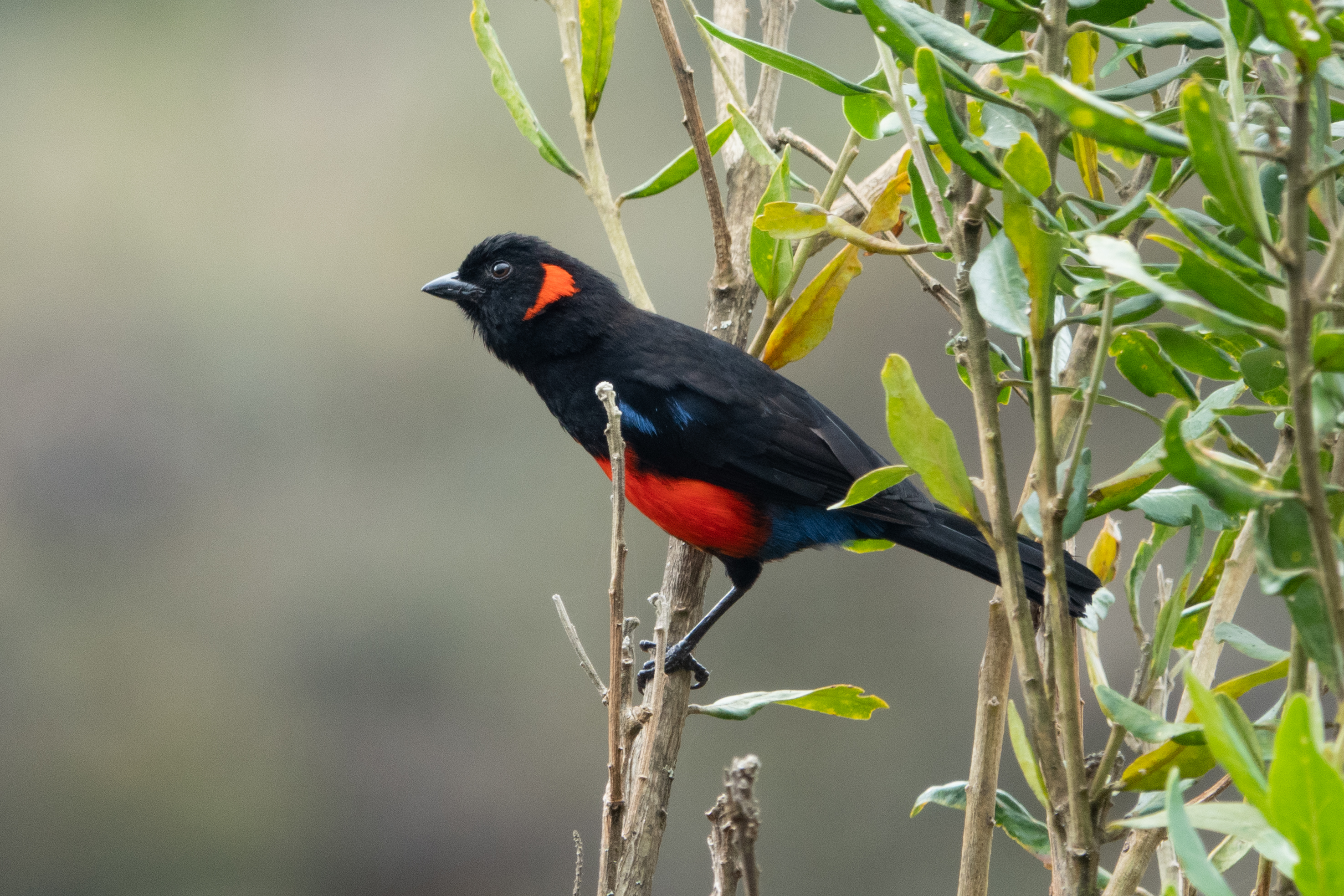 Río Negro–Sopladora National Park Birding Tour