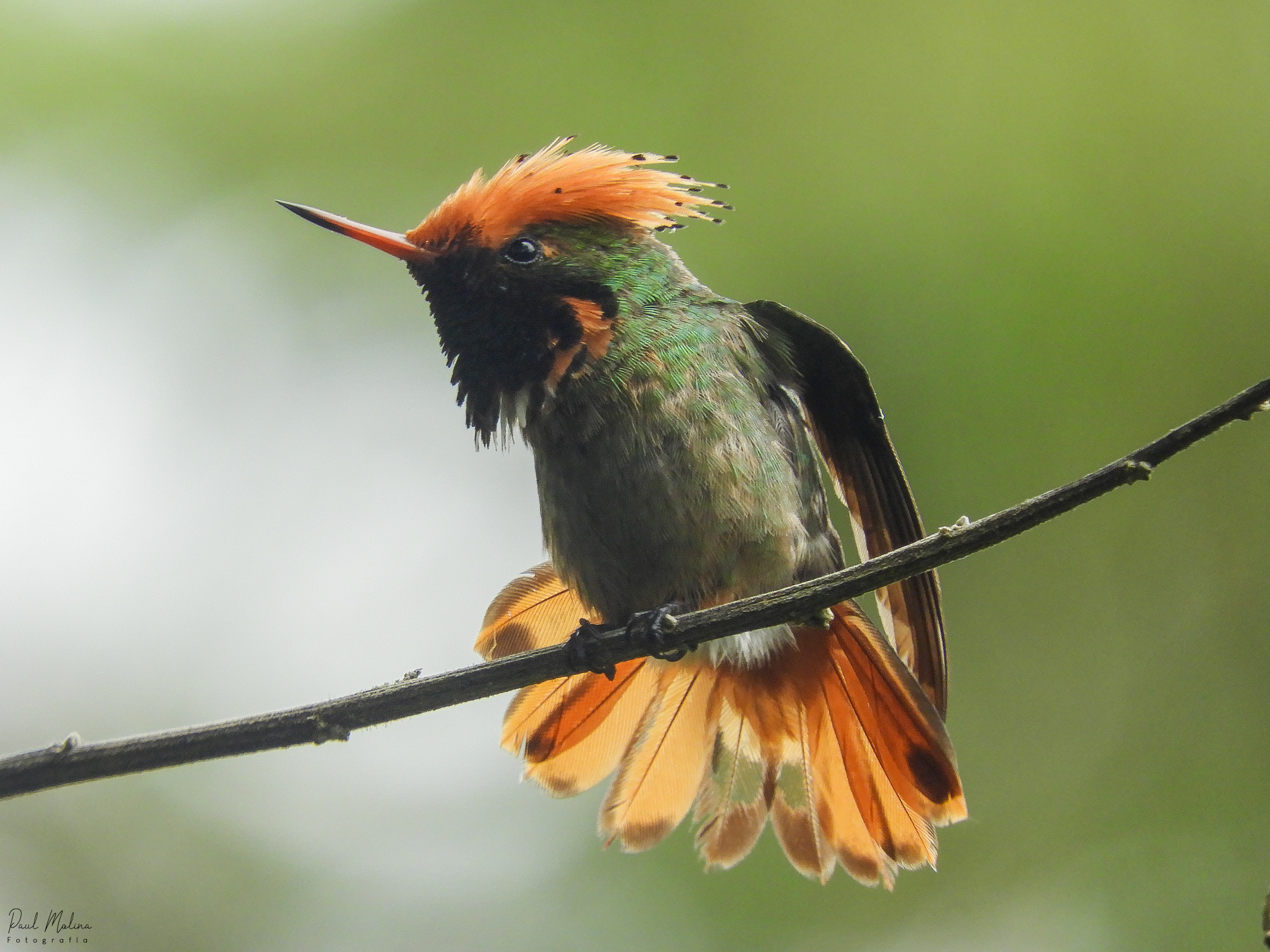 Spangled Coquette Eastern Ecuador Tour