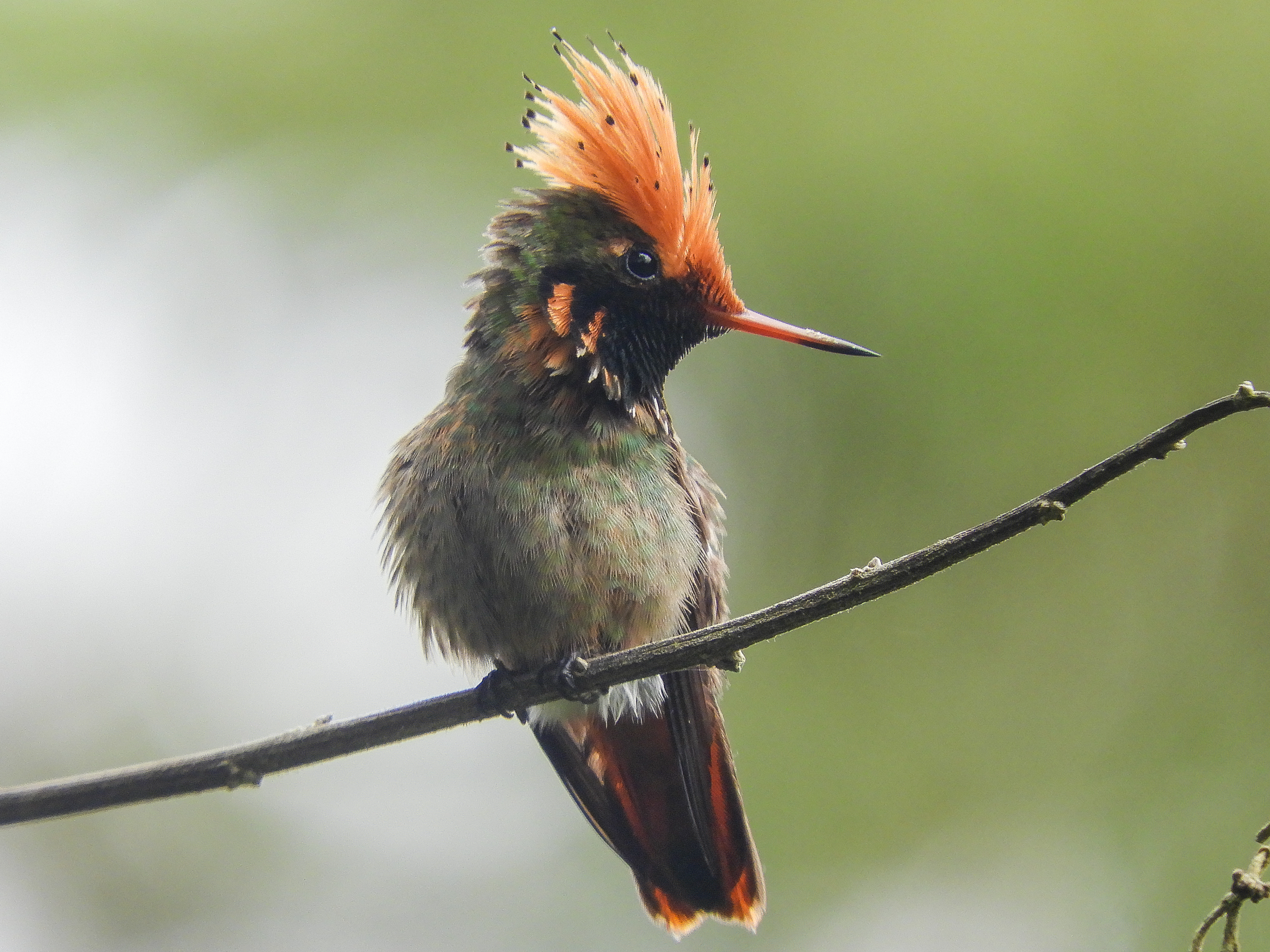 Spangled Coquette Eastern Ecuador Tour