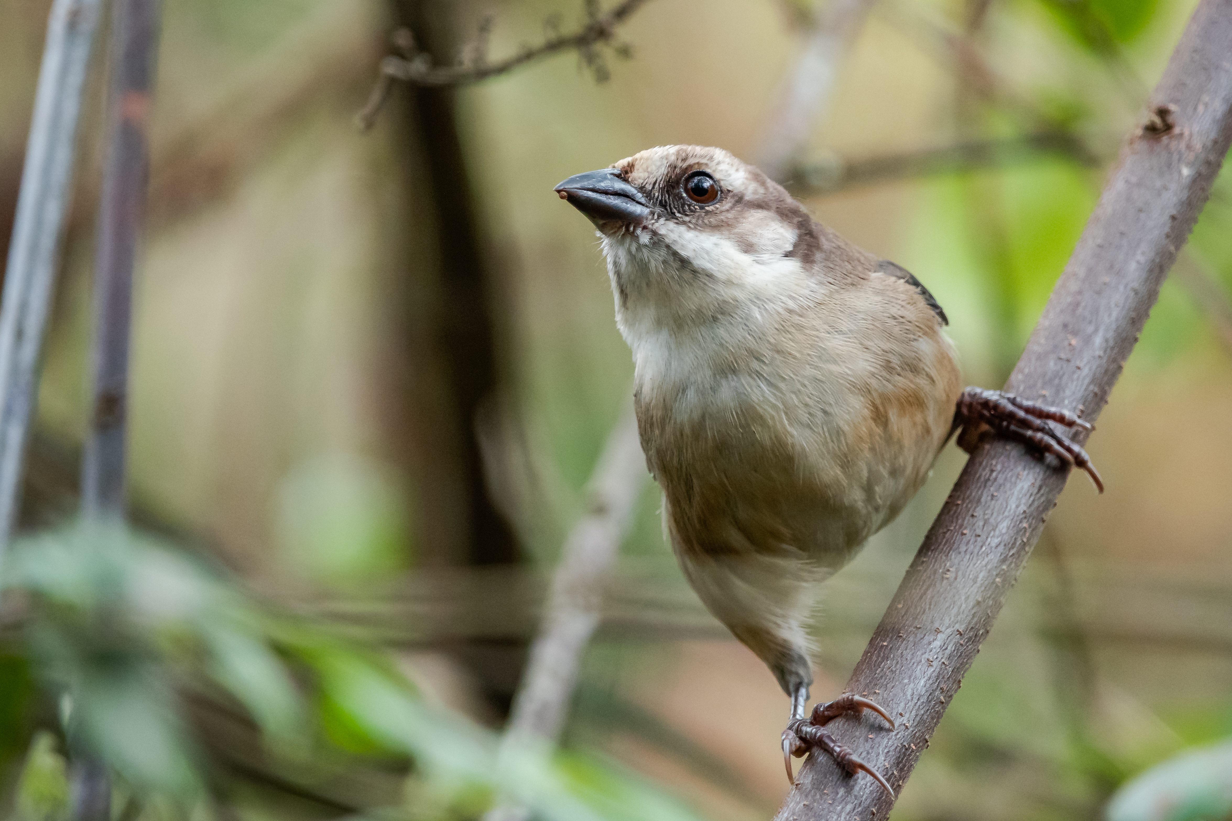 Yunguilla Reserve Birding Tour