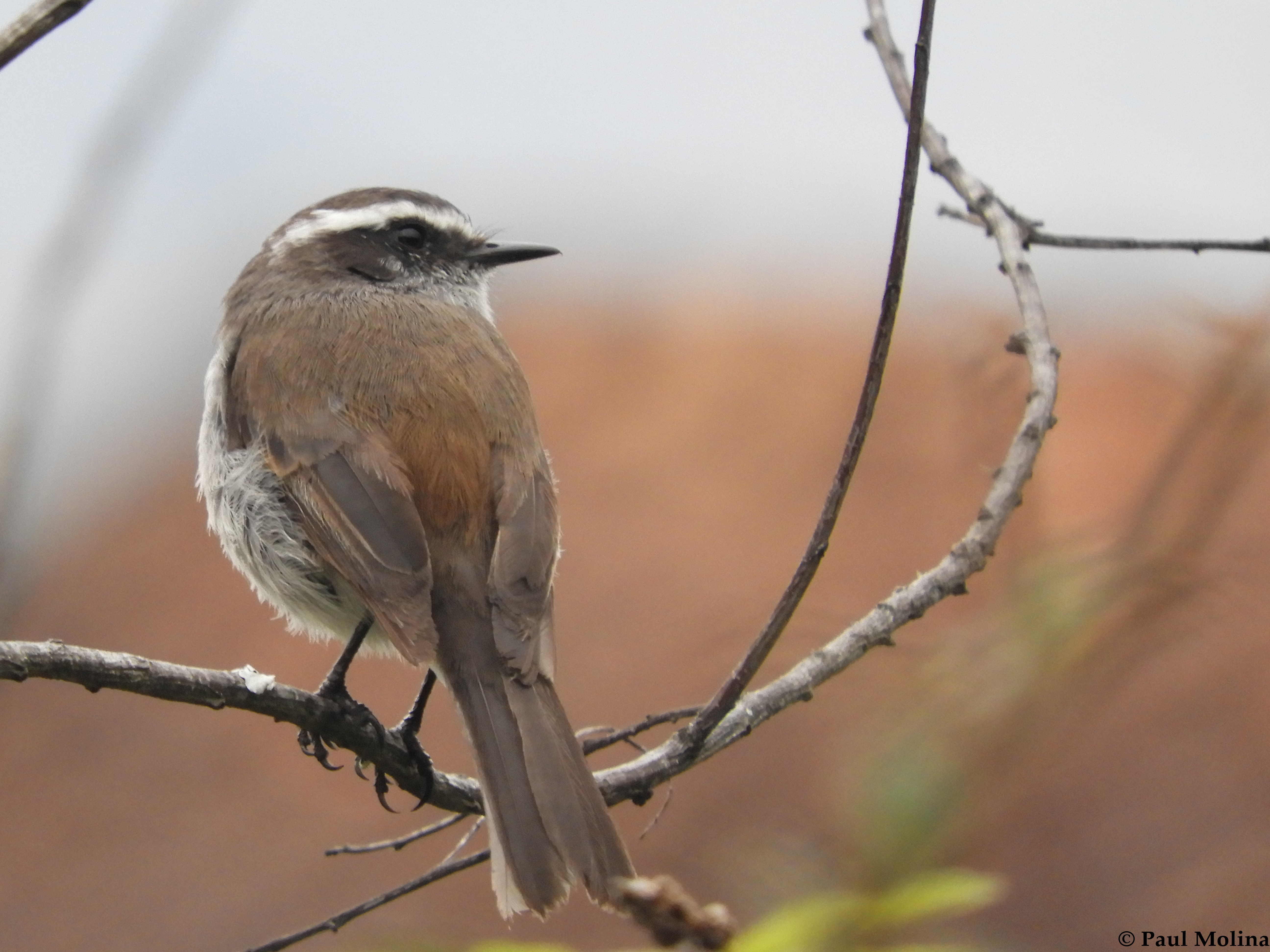 Chobchi Valley Birding Tour