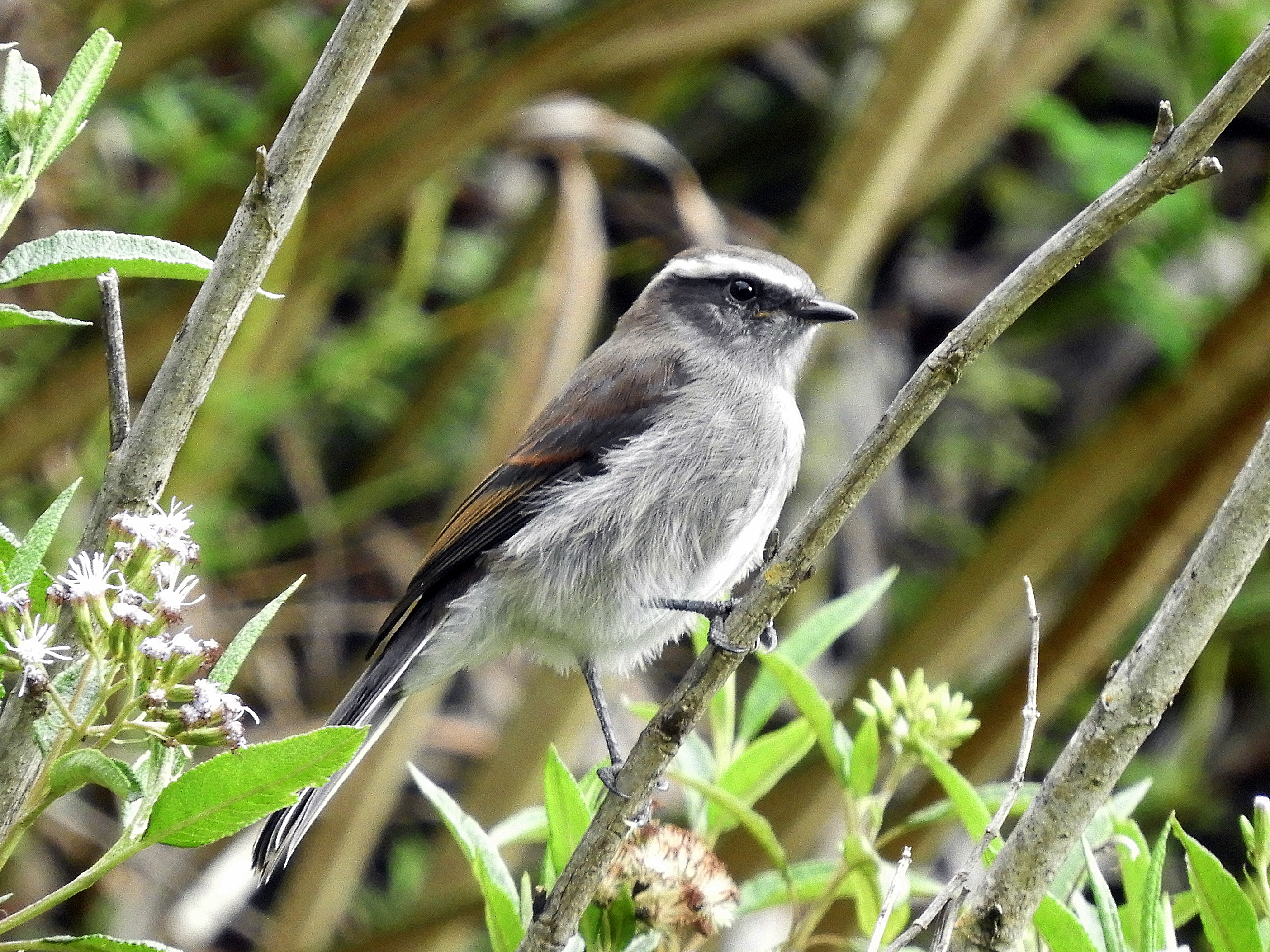 Chobchi Valley Birding Tour