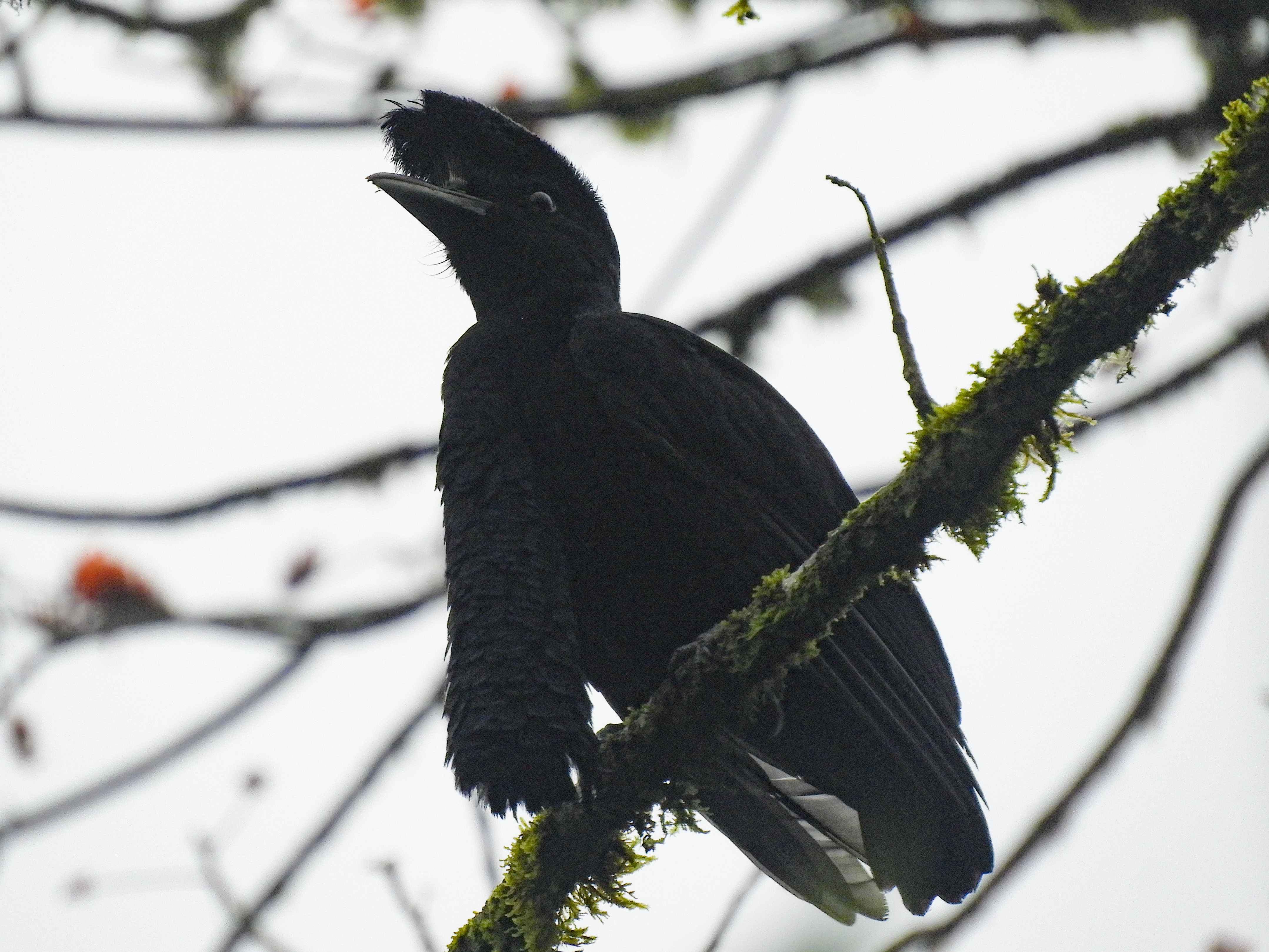 Buenaventura Reserve Birding Tour