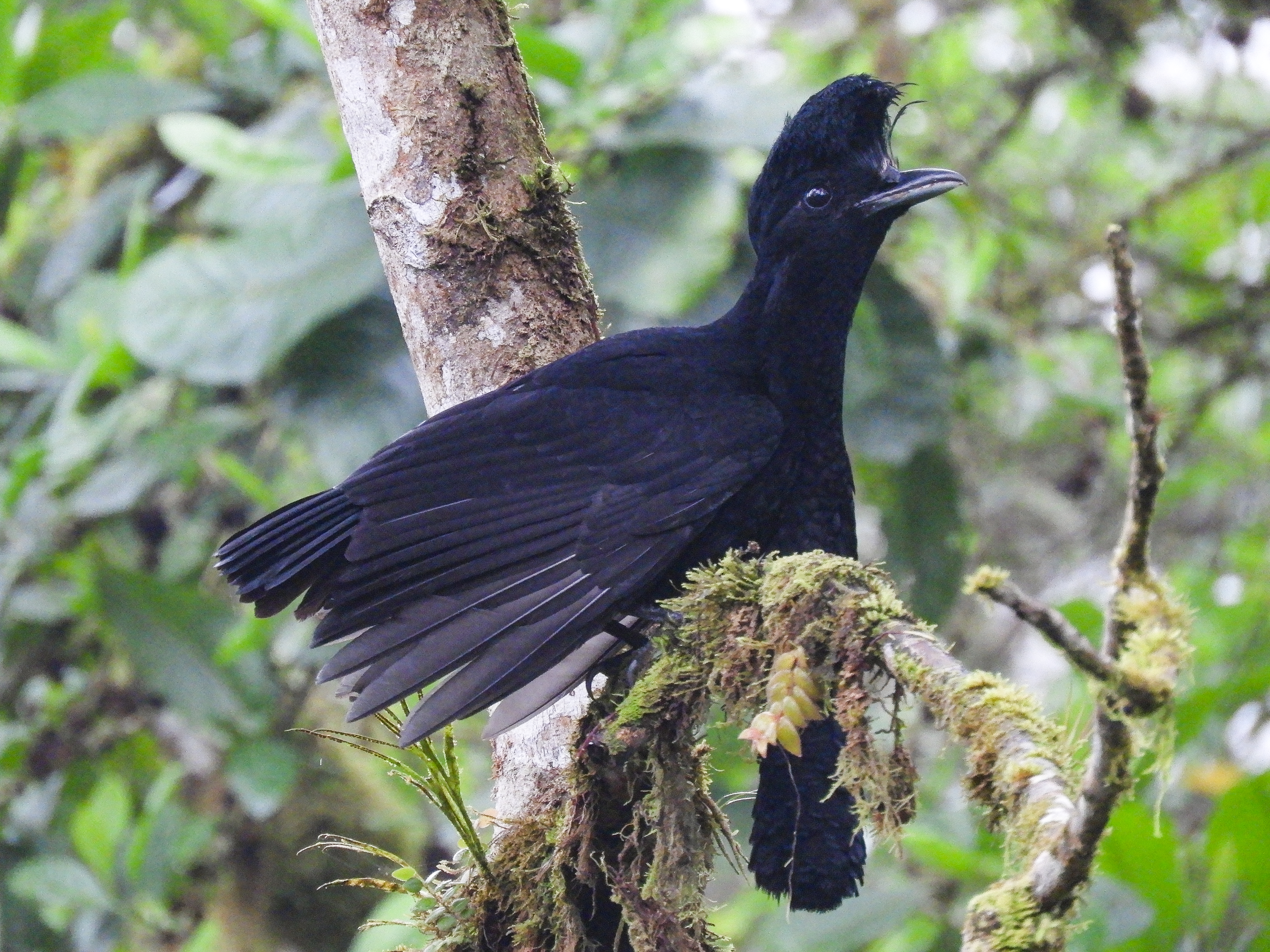 Buenaventura Reserve Birding Tour