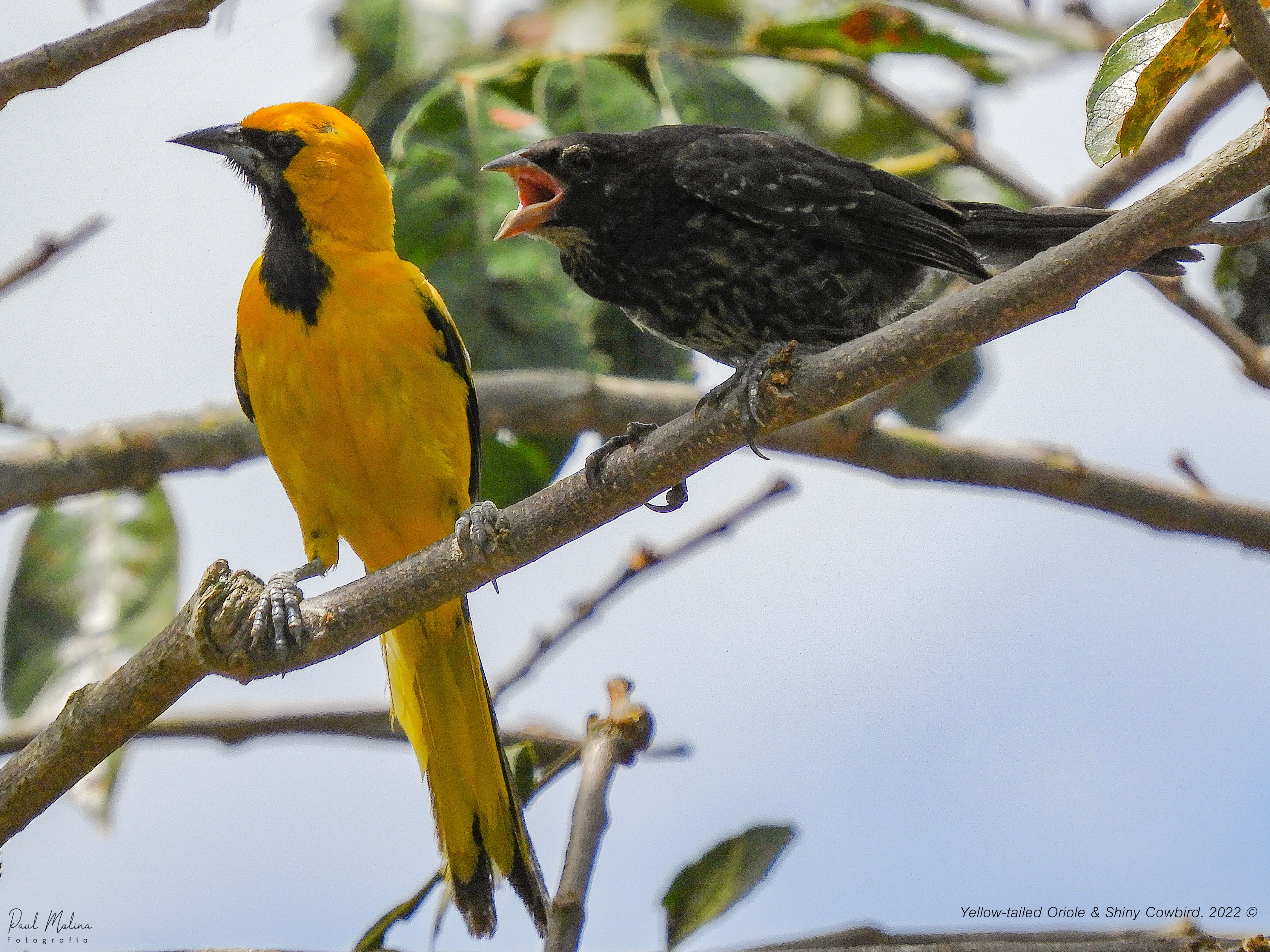 Donate to the bird parasitism project