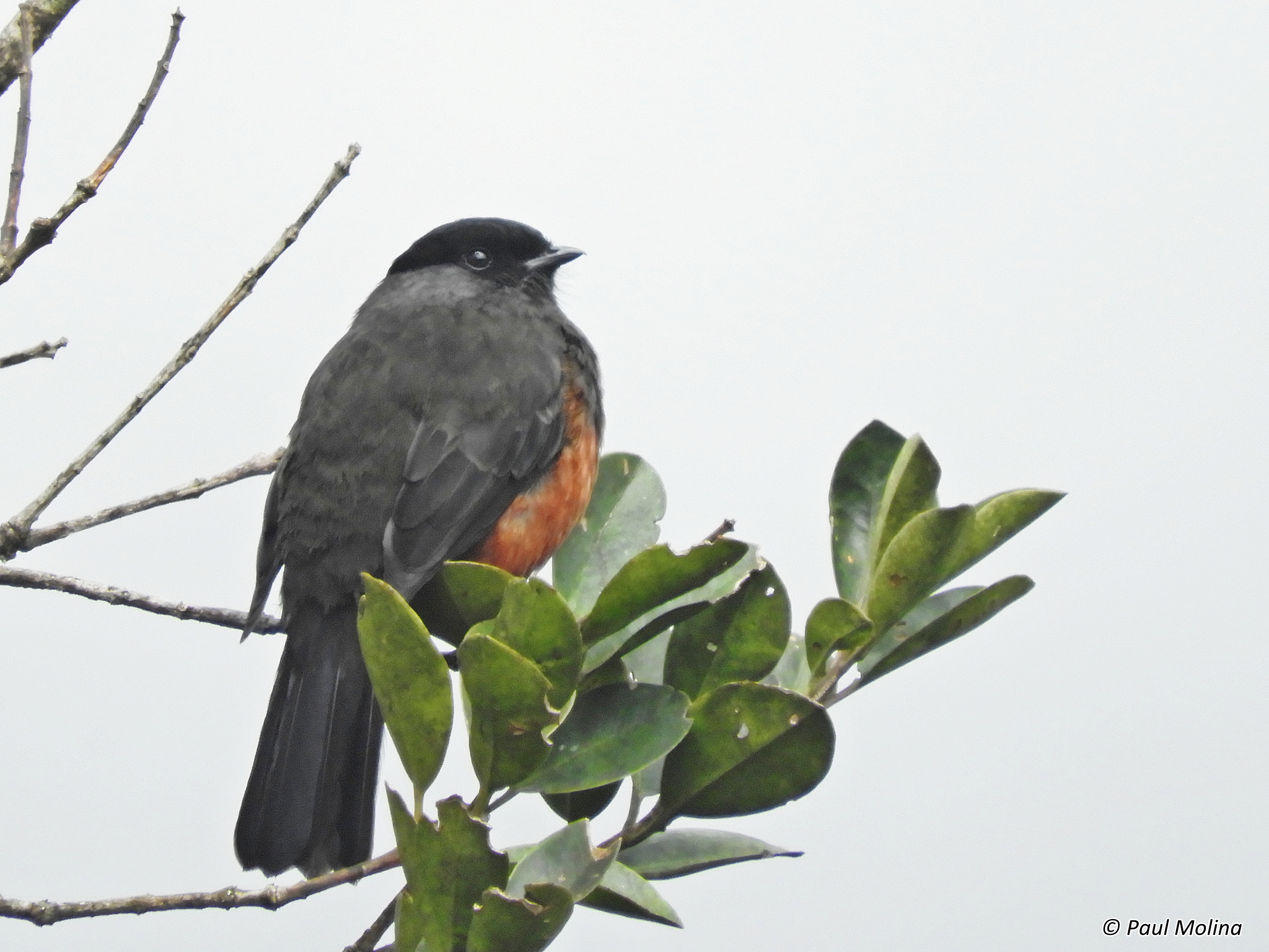 Río Negro–Sopladora National Park Birding Tour