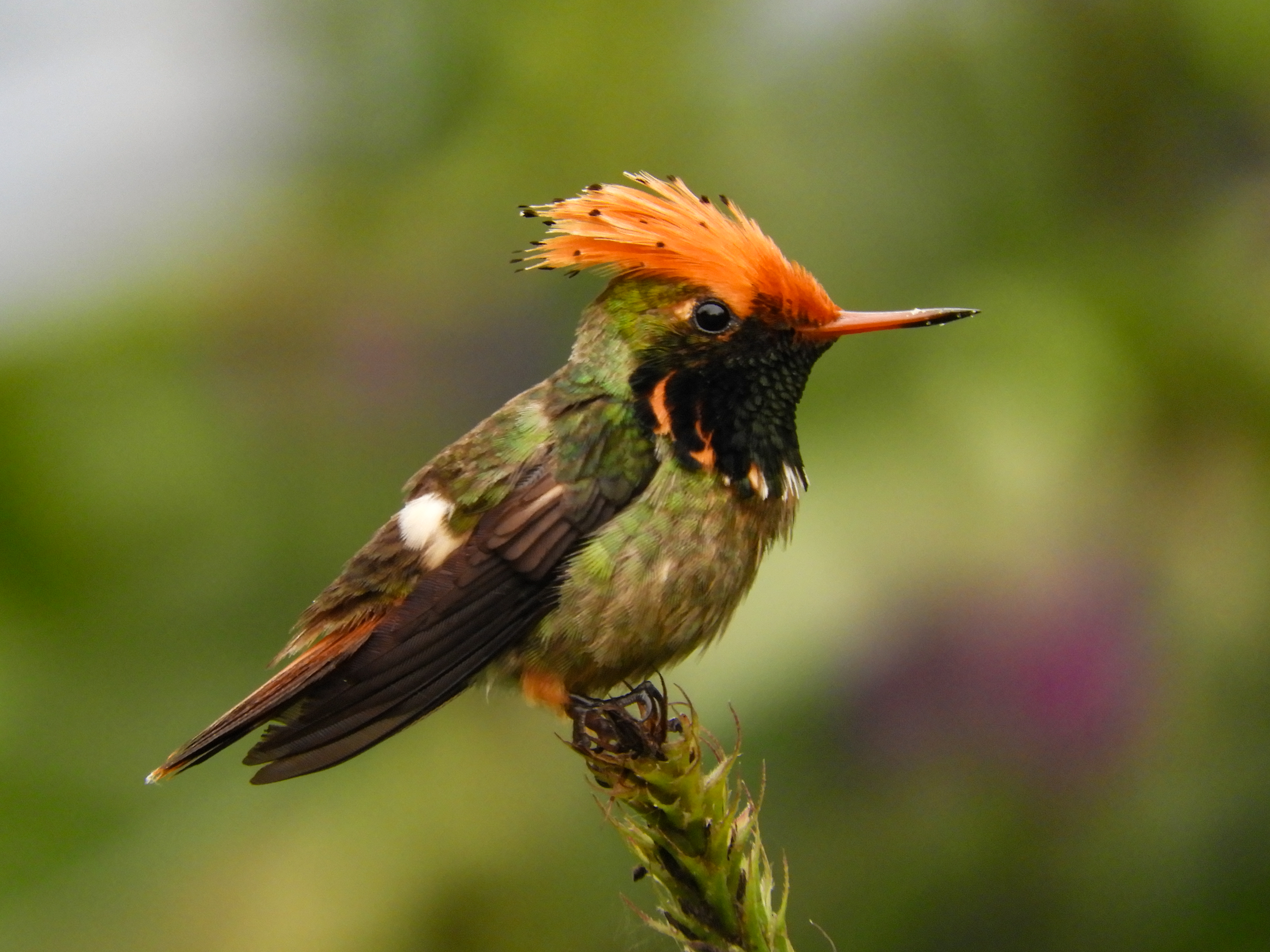 Spangled Coquette Eastern Ecuador Tour