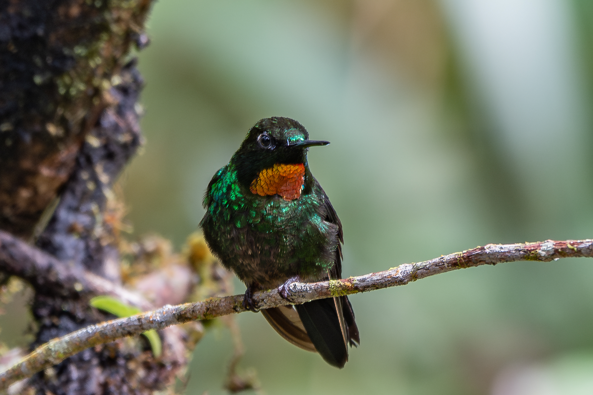 Jocotoco Antpitta Tour