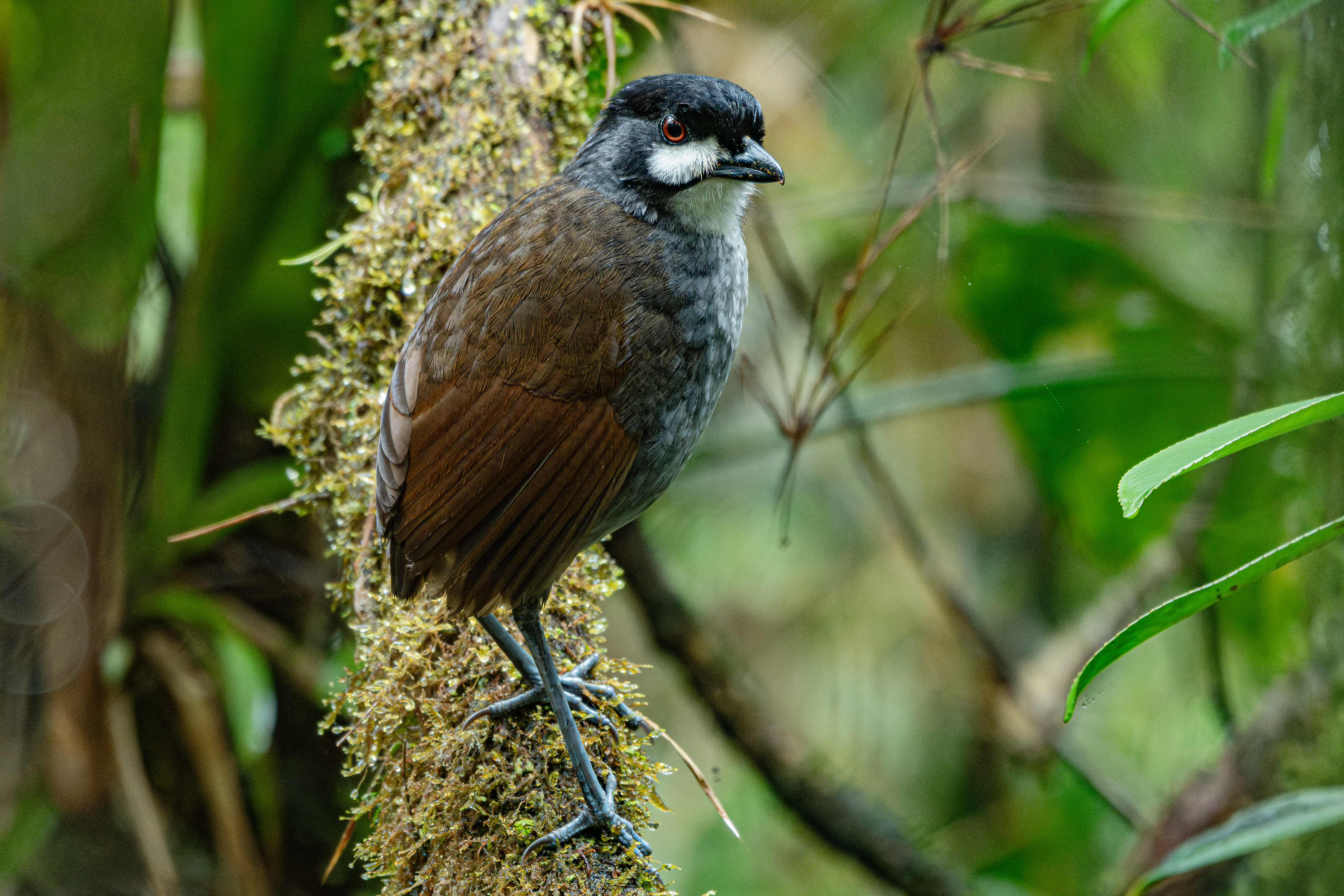 Jocotoco Antpitta Tour