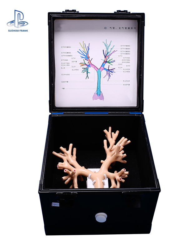 Bronchial Endoscopy Surgery Training Model Main airway Fibreoptic bronchoscope Clinical skills demonstration