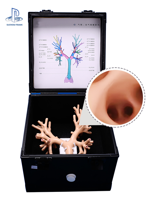 Bronchial Endoscopy Surgery Training Model Main airway Fibreoptic bronchoscope Clinical skills demonstration
