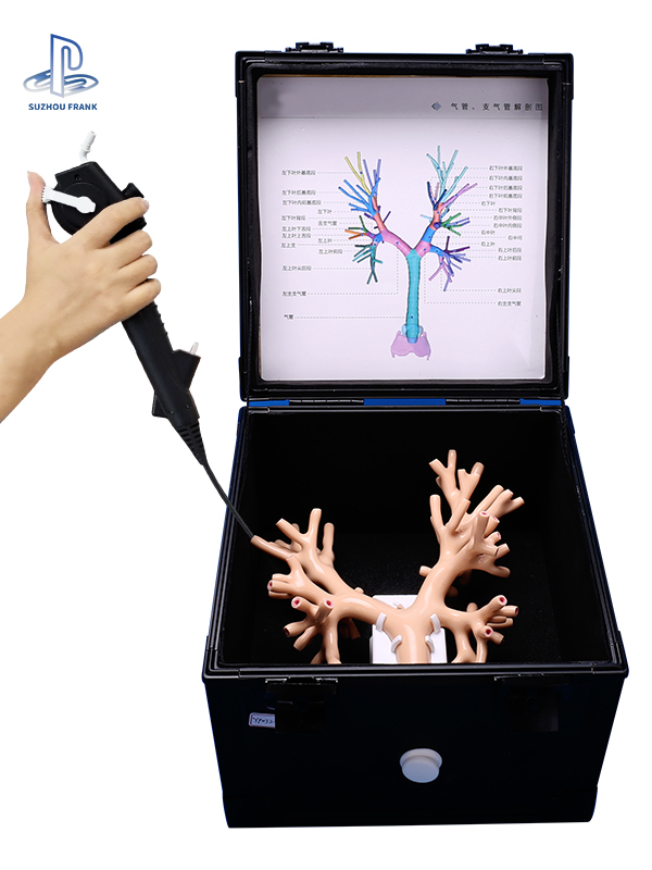 Bronchial Endoscopy Surgery Training Model Main airway Fibreoptic bronchoscope Clinical skills demonstration
