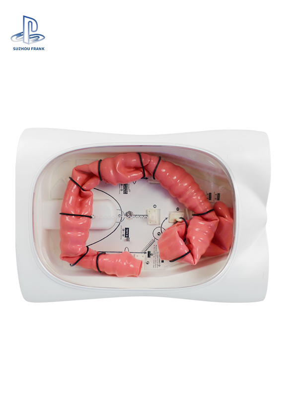 Suzhou Frank Colonoscopy Training Model SLD Silic A Gel Ndoscopies of Anus Four Types of Simulated Polyps