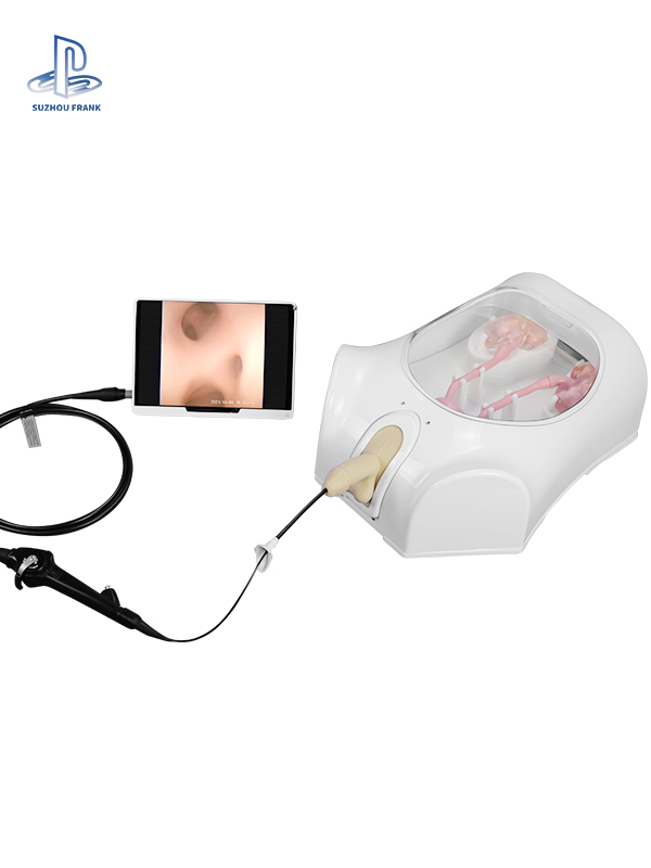 Suzhou Frank  Urological Endoscopy Training Model Polymer Simulation Kidney Ureters Bladder Sexual organs  Reusable Kidney Polyps