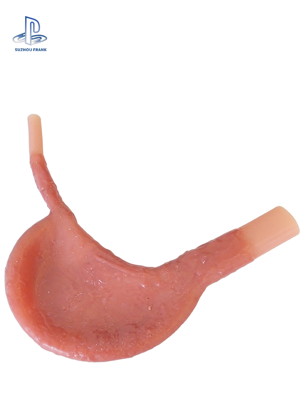 Suzhou Fank Gastrointestinal Anastomosis Model Gastroenterology Silicone  sSimulating the Texture Surgery Training Model