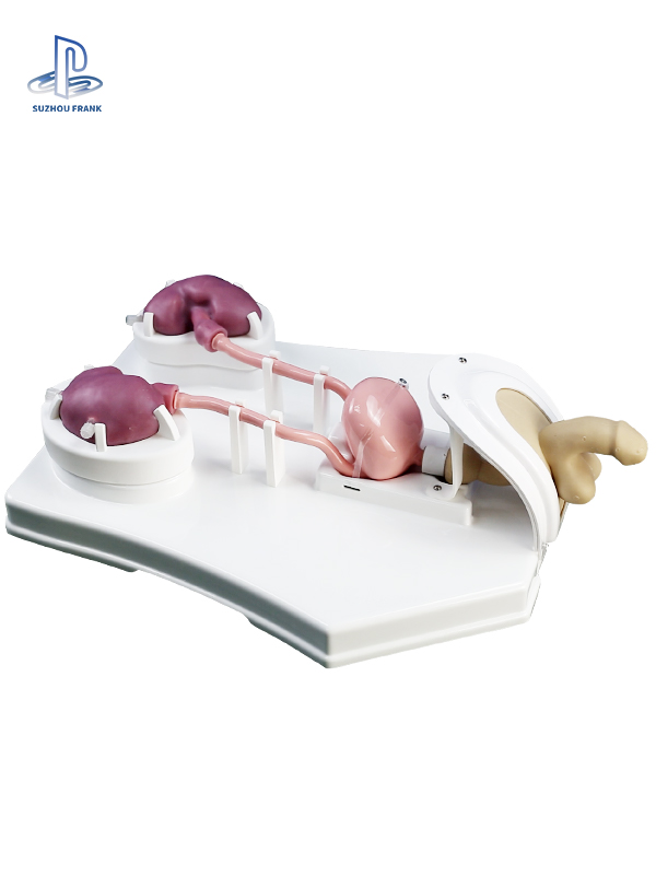 Suzhou Frank  Urological Endoscopy Training Model Polymer Simulation Kidney Ureters Bladder Sexual organs  Reusable Kidney Polyps
