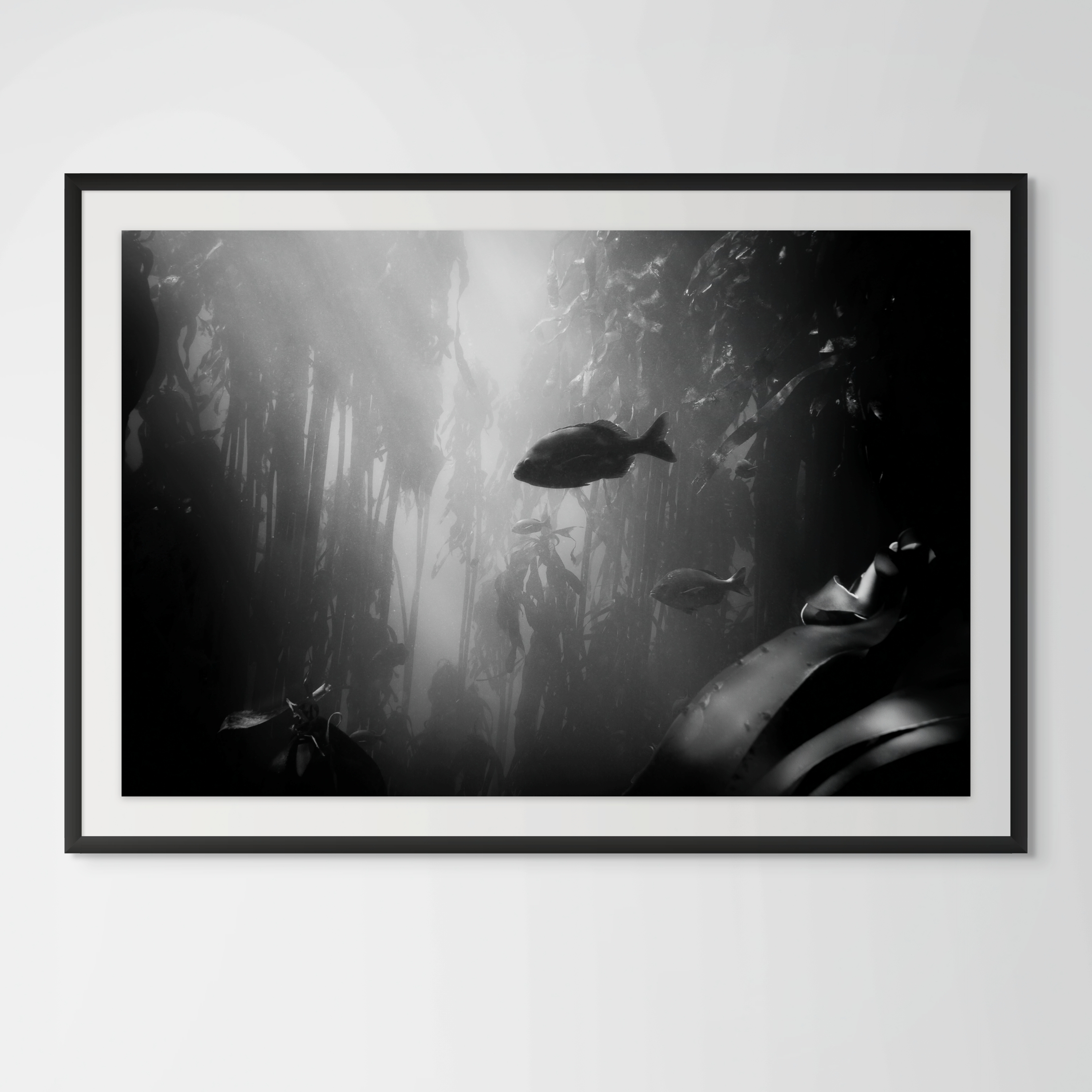 Underwater Fine Art Photography | Depths of Light Kelp Forest Limited Edition Marine Cathedral Wall Art