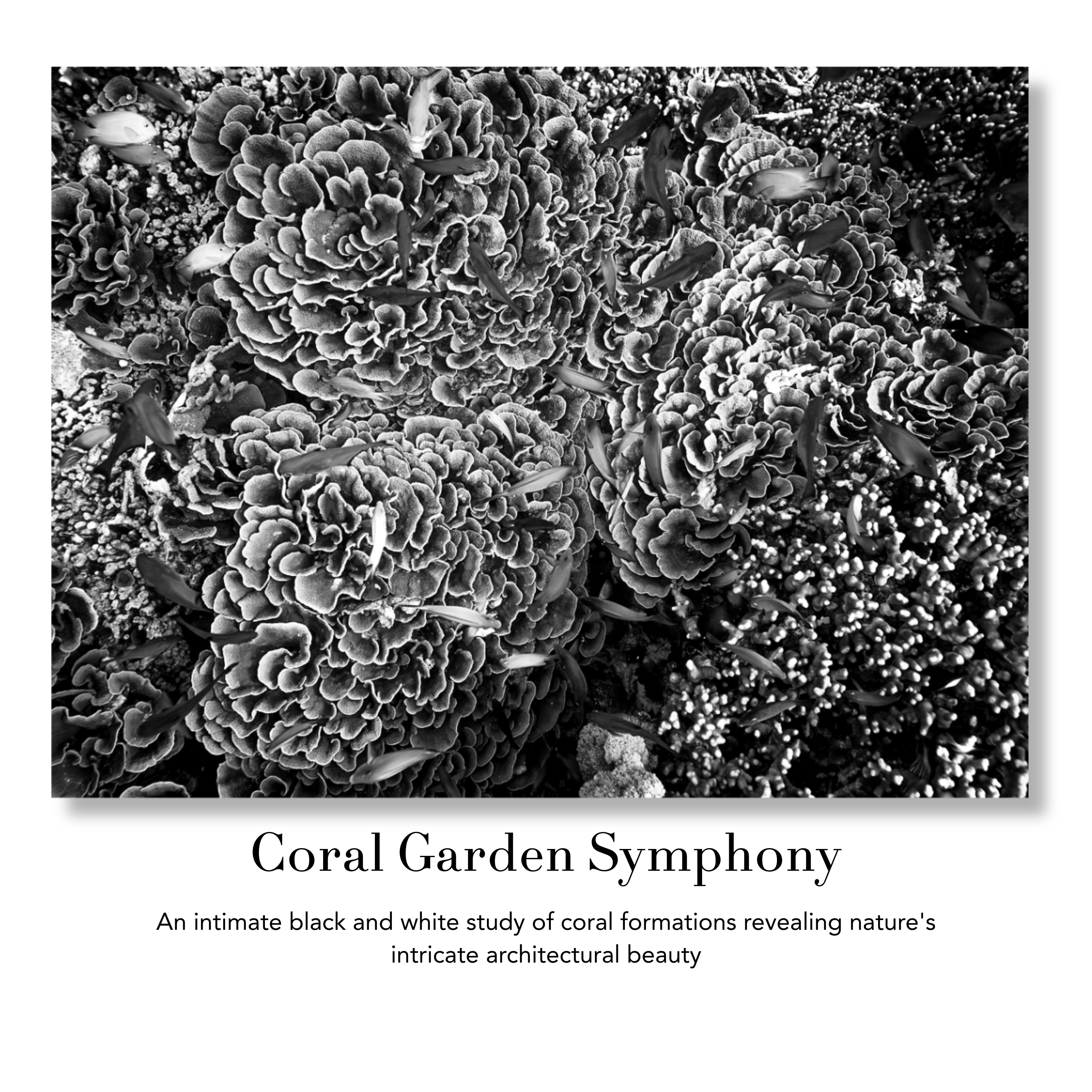 Underwater Fine Art Photography | Coral Garden Symphony Limited Edition Black White Marine Wall Art Collection