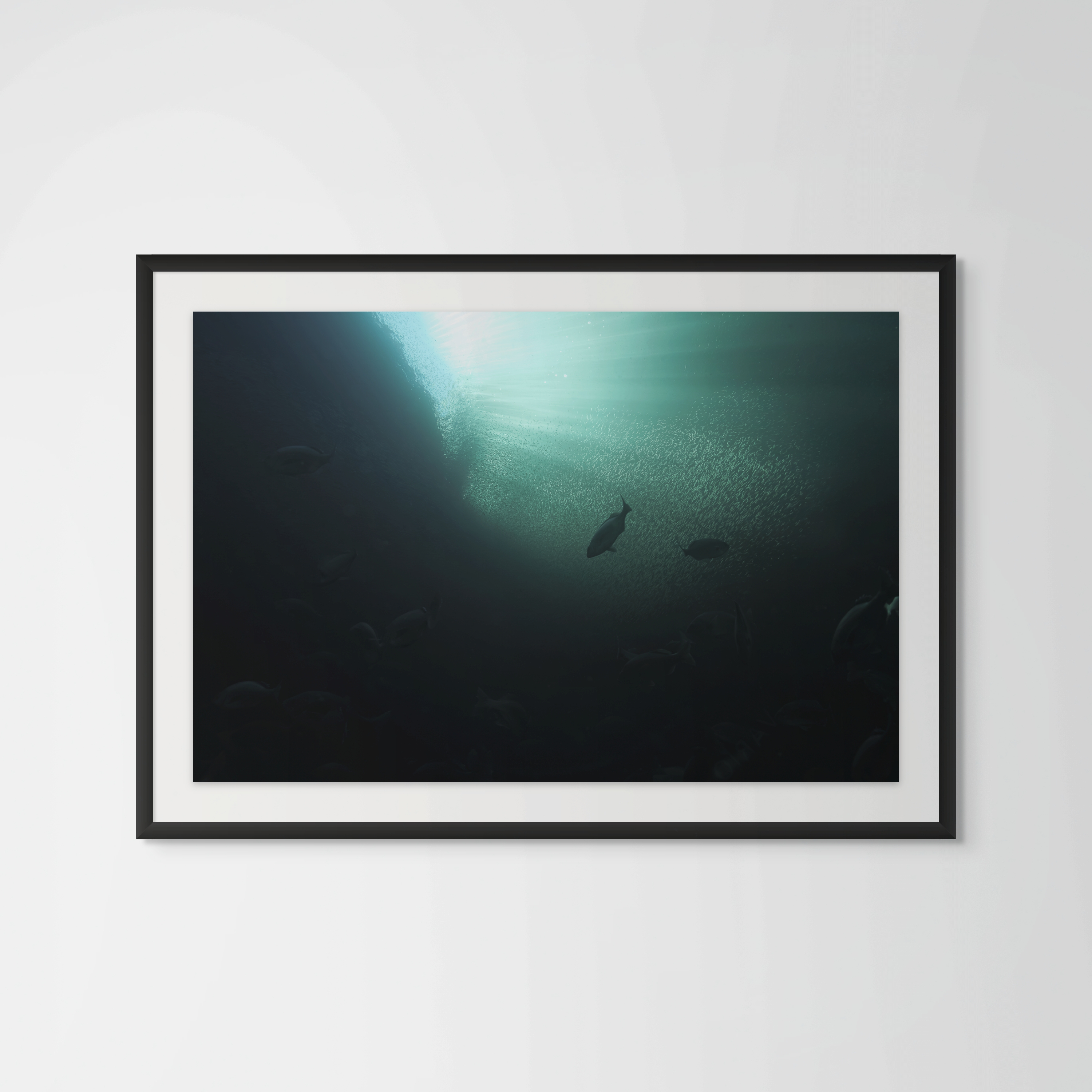 Underwater Fine Art Photography | Depths of Light Silver Shoals Limited Edition Atlantic Marine Wildlife Collection