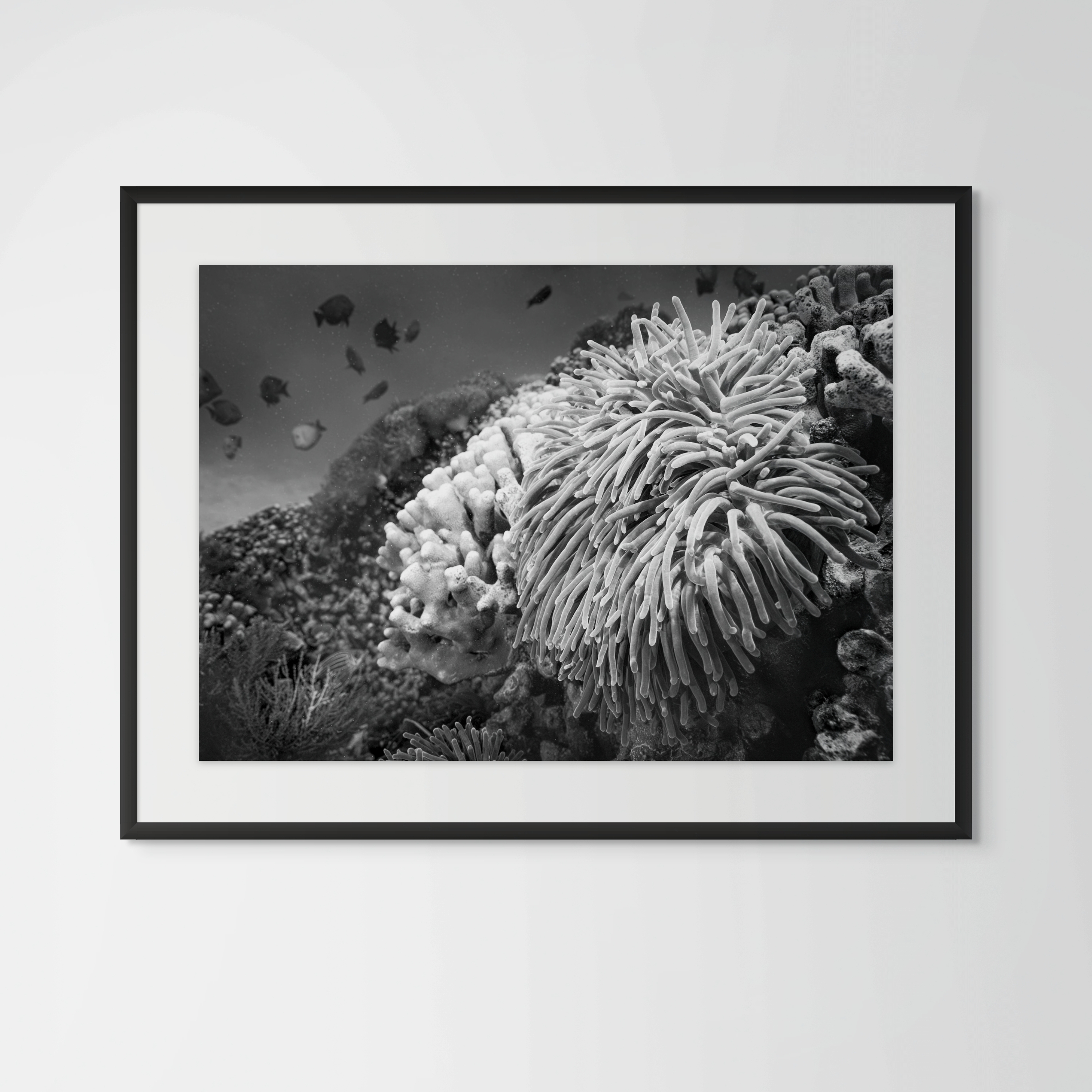 Underwater Fine Art Photography | Black and White Contemporary Coral Reef Wall Art Print
