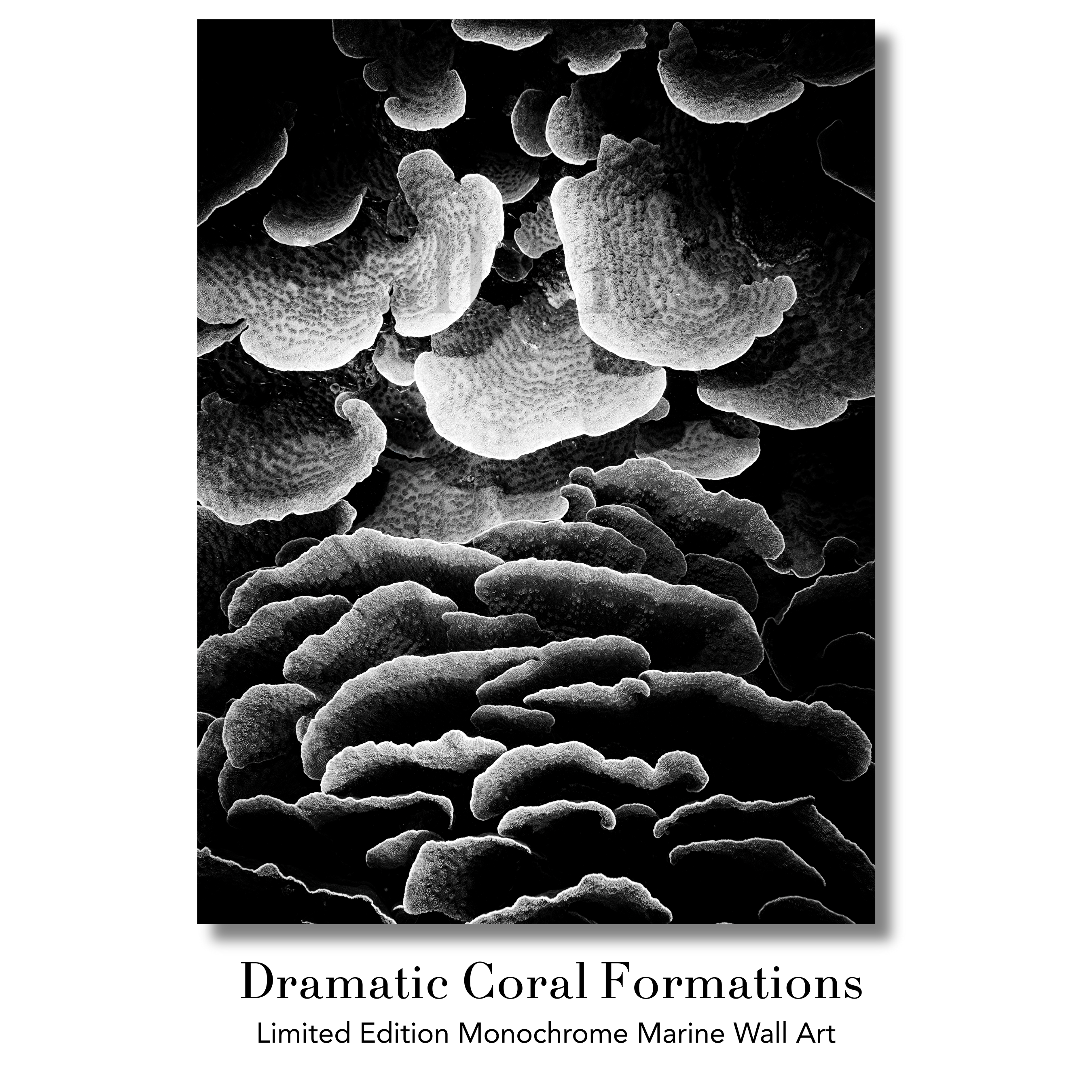 Underwater Fine Art Photography | Dramatic Black White Coral Formations | Museum Quality Marine Photography