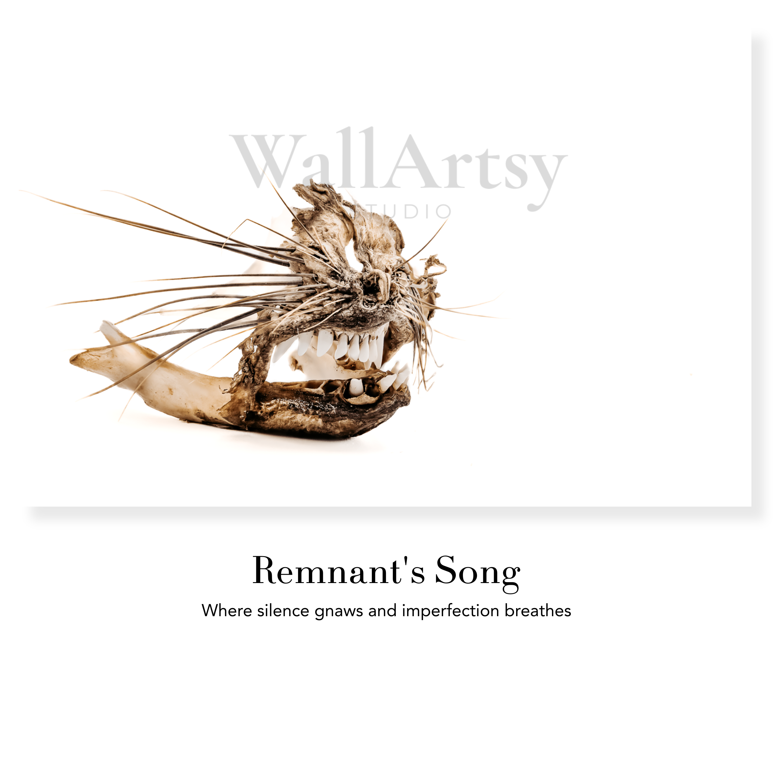 Coastal Fine Art Photography | Remnant's Song Hyrax Specimen Contemporary Wabi-Sabi Natural History Collection