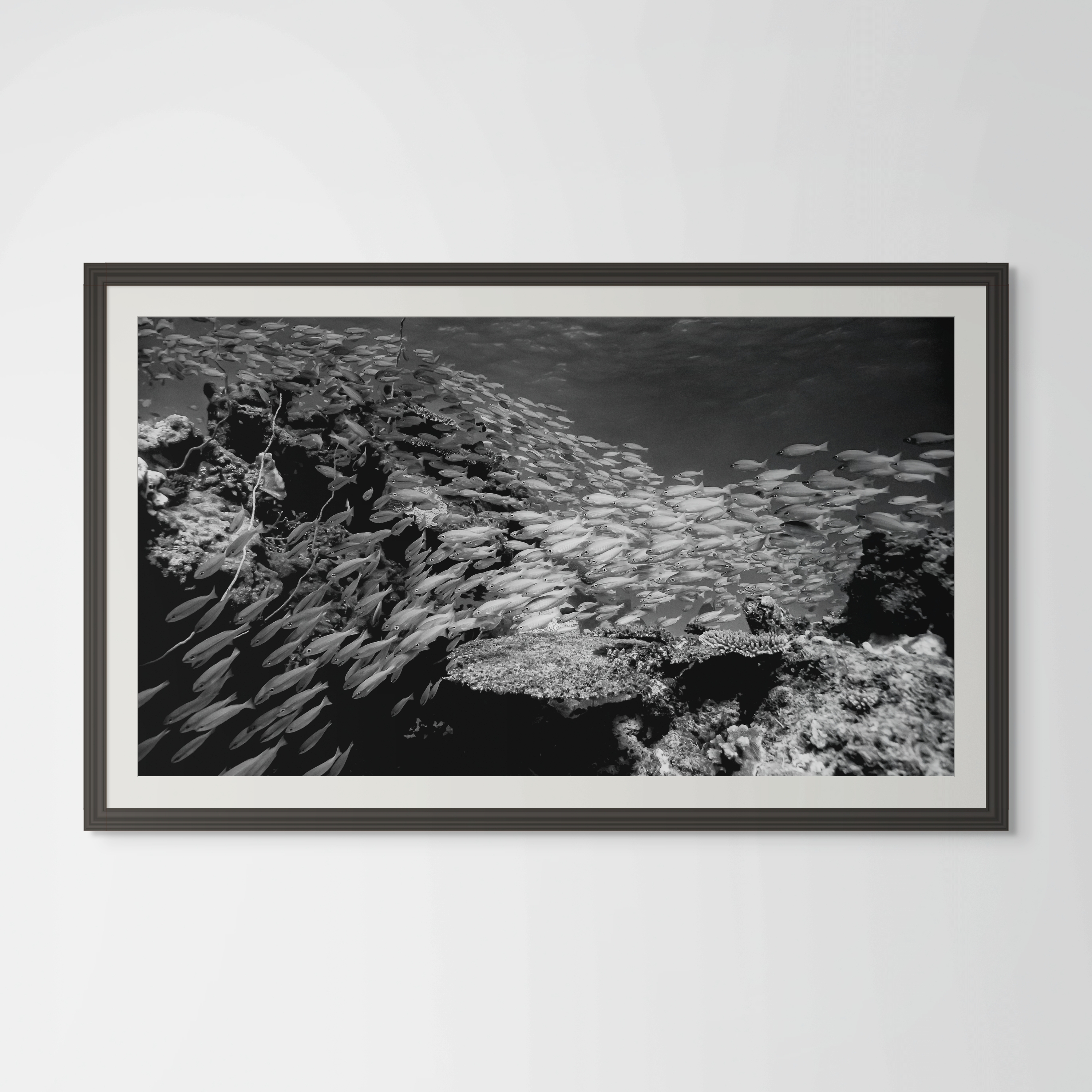 Underwater Fine Art Photography | Tropical Fish Black and White Contemporary Print 