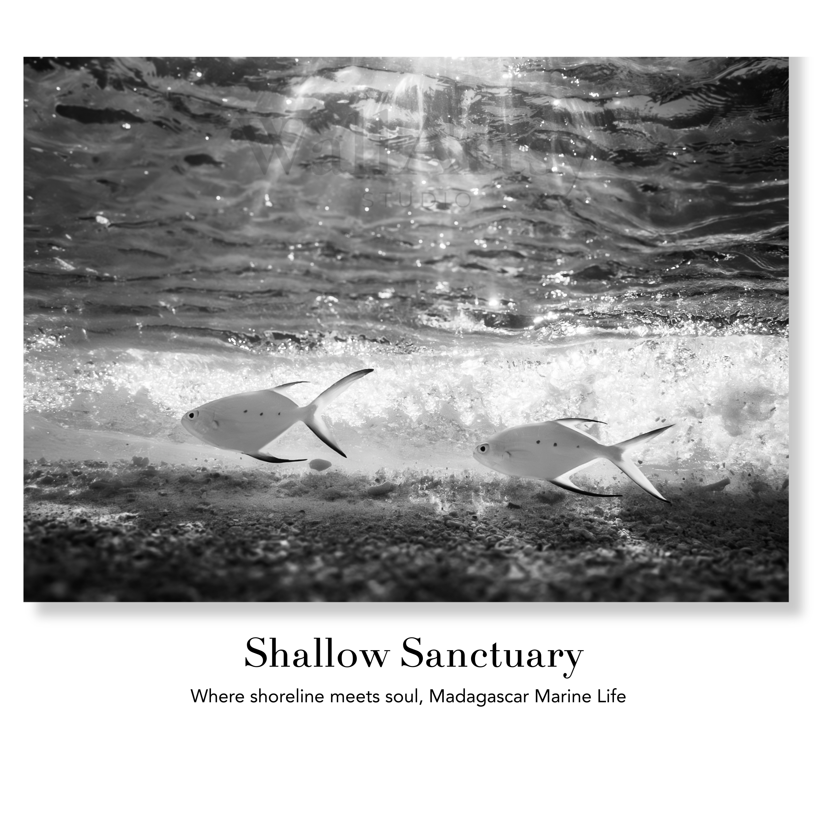 Underwater Fine Art Photography | Shallow Sanctuary Madagascar Marine Life Limited Edition Tropical Fish Wall Art Collection