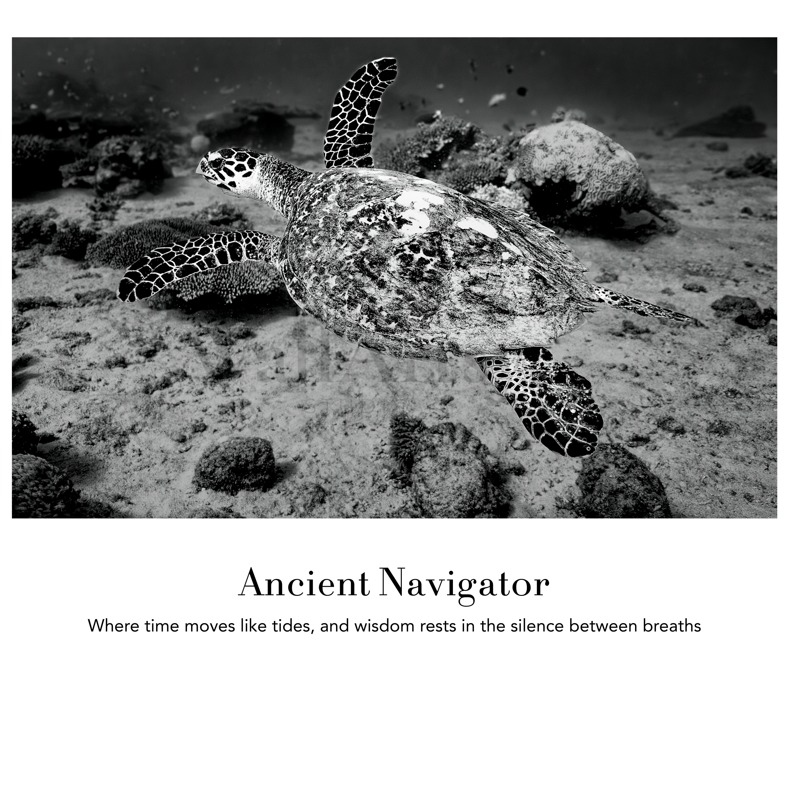 Underwater Fine Art Photography | Ancient Navigator Sea Turtle Limited Edition Monochrome Marine Wildlife Collection