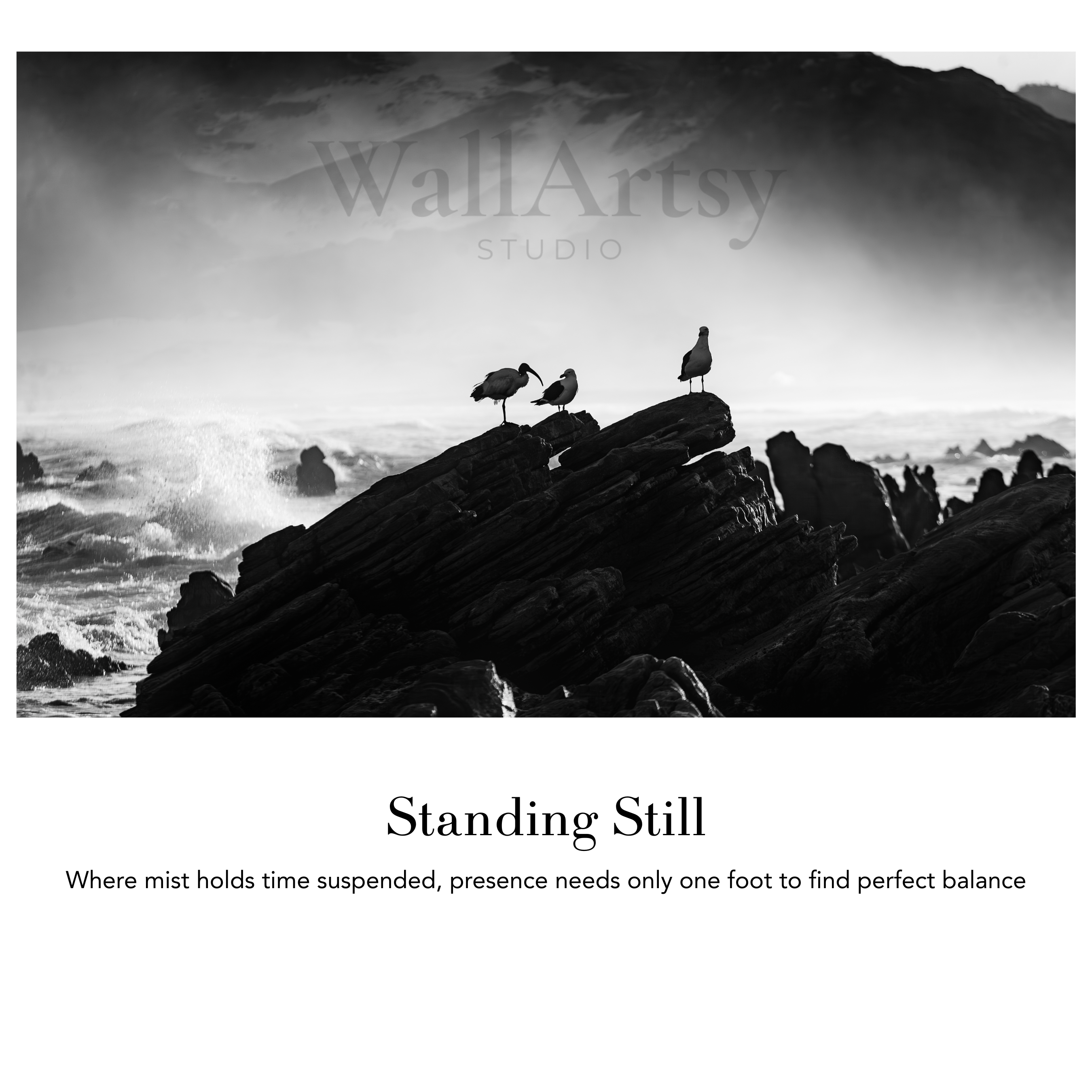 Coastal Fine Art Photography | Standing Still Seabird Meditation Limited Edition Black White Nature Collection
