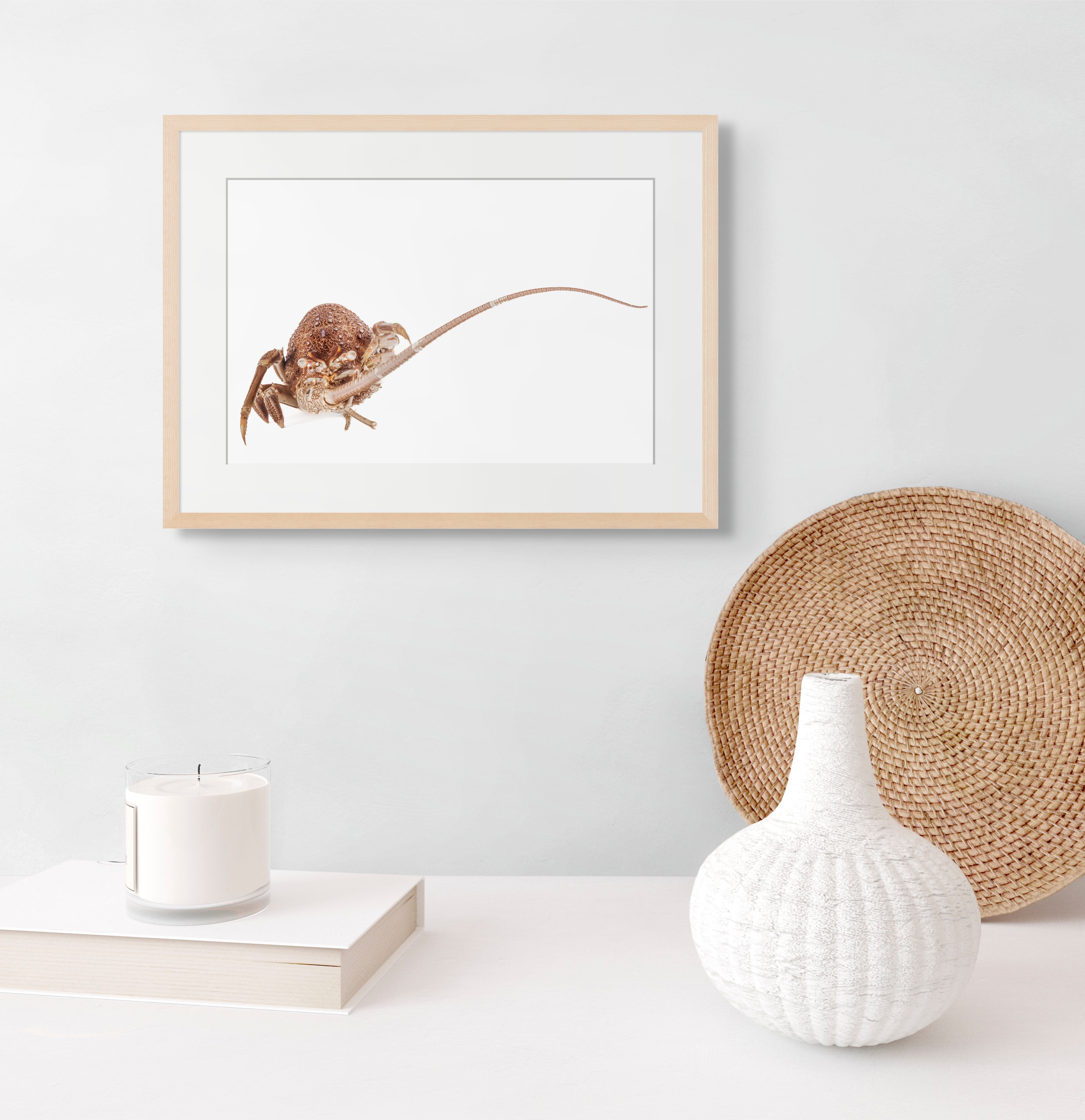 Marine Fine Art Photography | Whispered Metamorphosis Rock Lobster Wabi-Sabi Natural History Collection