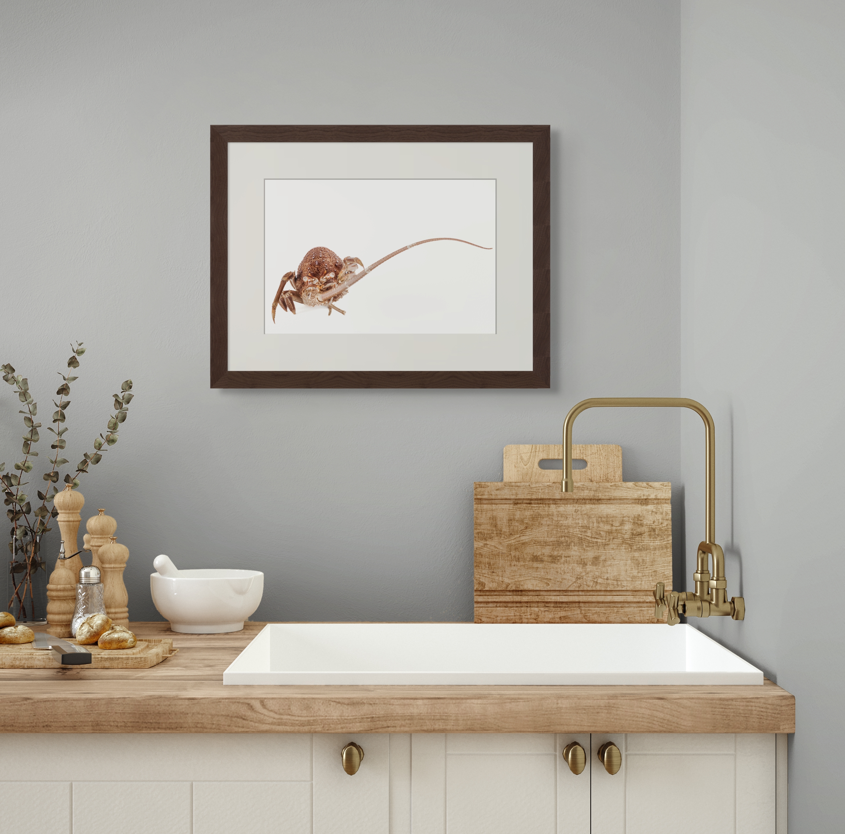 Marine Fine Art Photography | Whispered Metamorphosis Rock Lobster Wabi-Sabi Natural History Collection