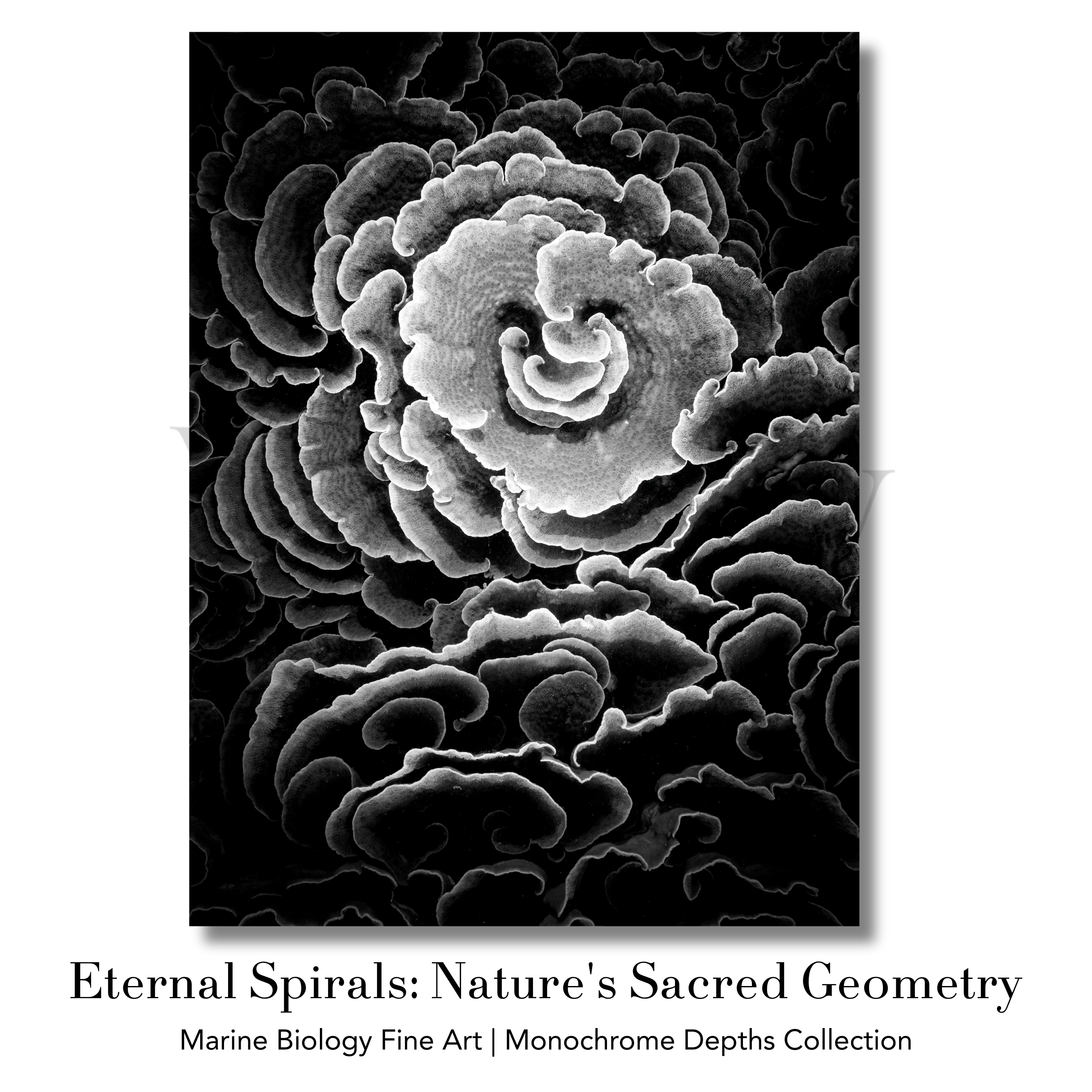 Underwater Fine Art Photography | Spiral Coral Formations Limited Edition Monochrome Marine Wall Art