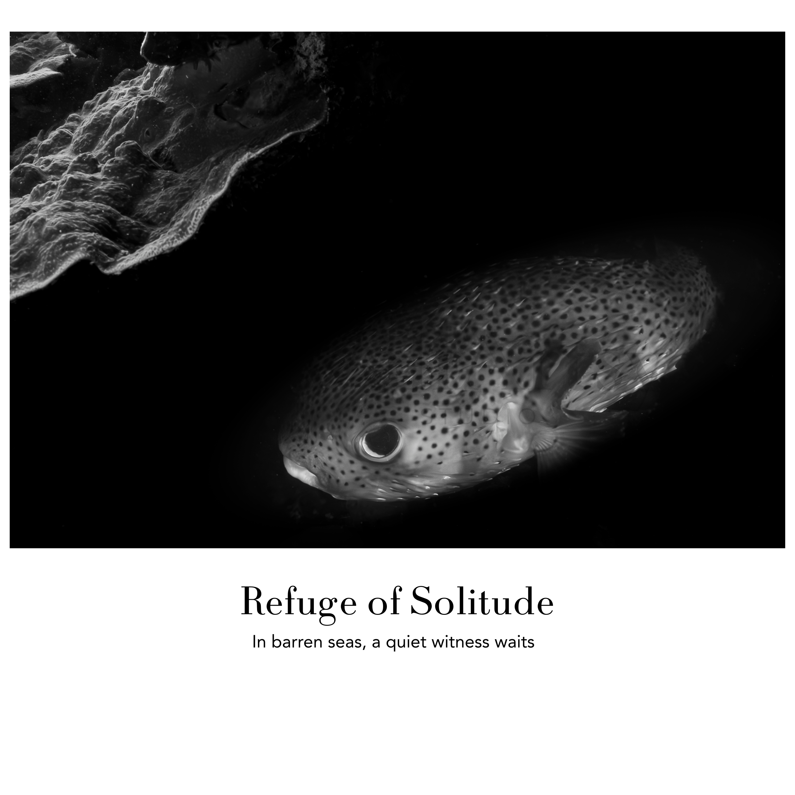 Underwater Fine Art Photography | Coral Reef Fish Black and White Contemporary Art