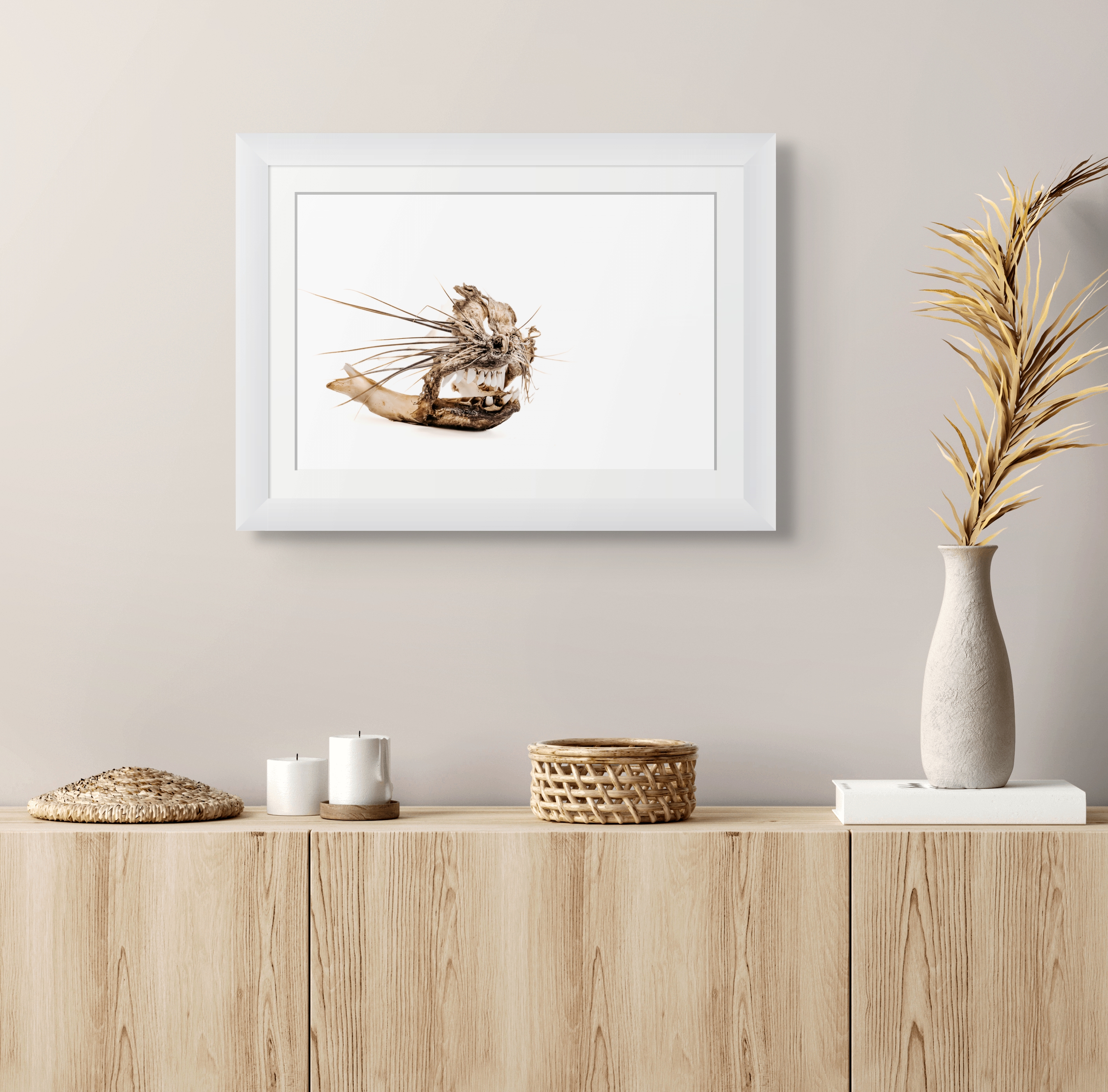 Coastal Fine Art Photography | Remnant's Song Hyrax Specimen Contemporary Wabi-Sabi Natural History Collection