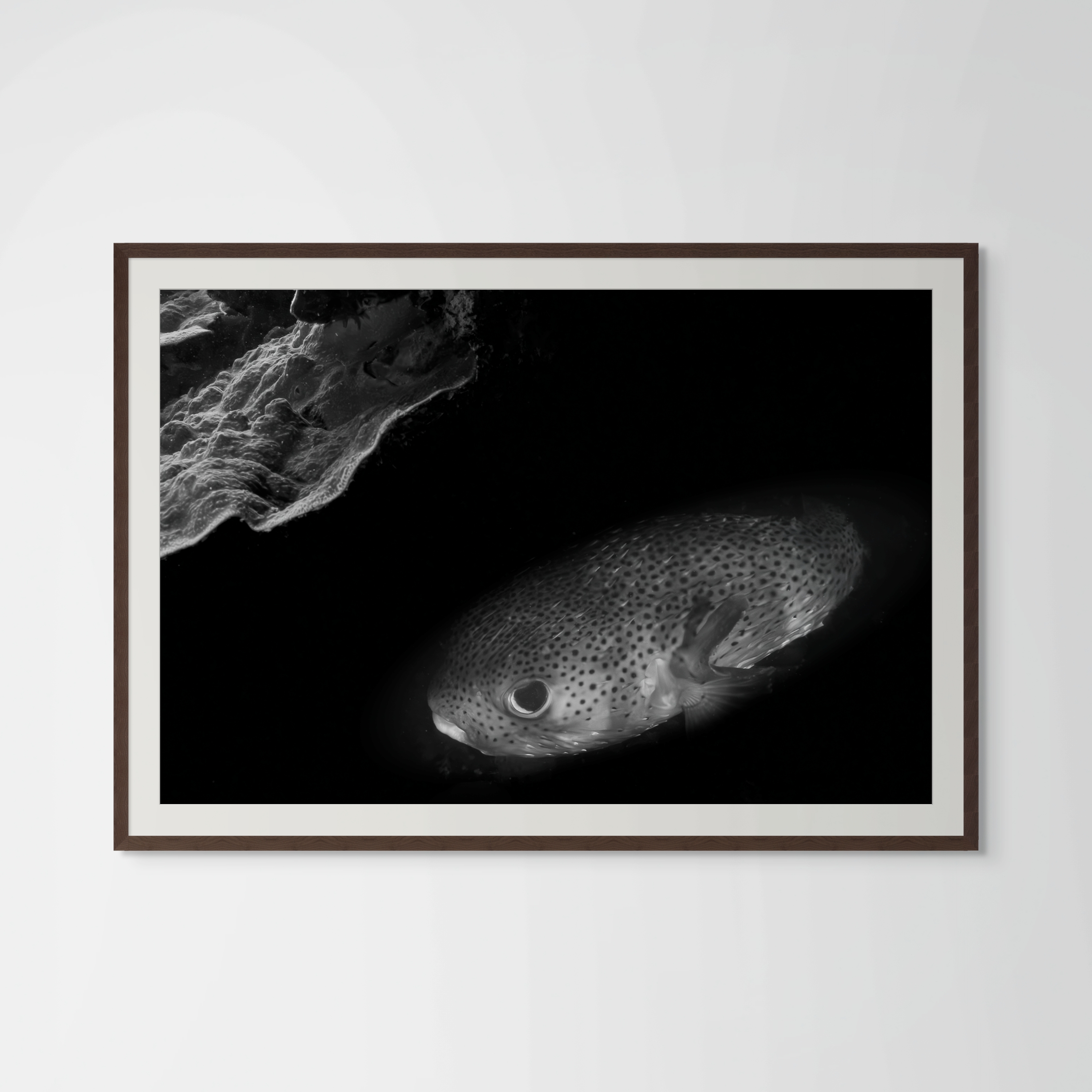 Underwater Fine Art Photography | Coral Reef Fish Black and White Contemporary Art