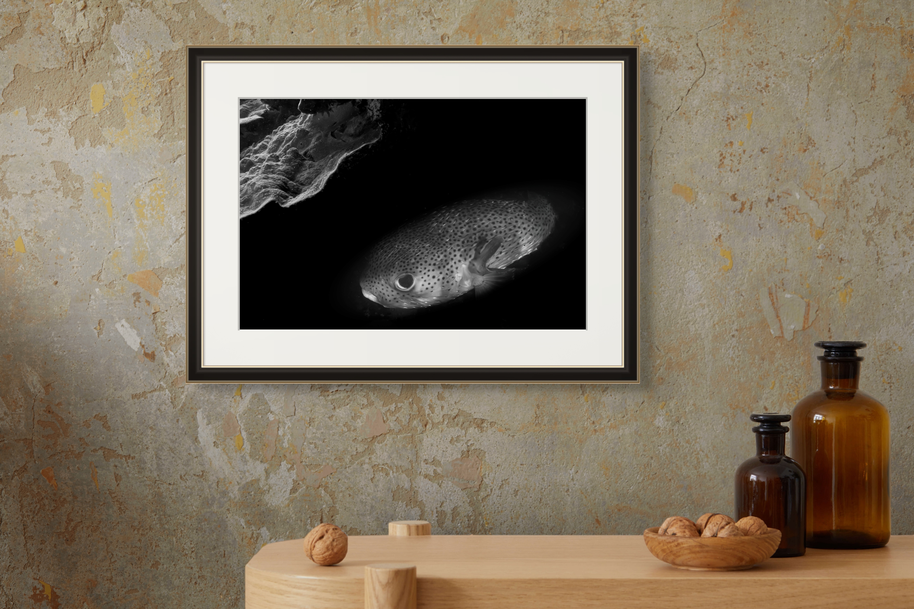 Underwater Fine Art Photography | Coral Reef Fish Black and White Contemporary Art