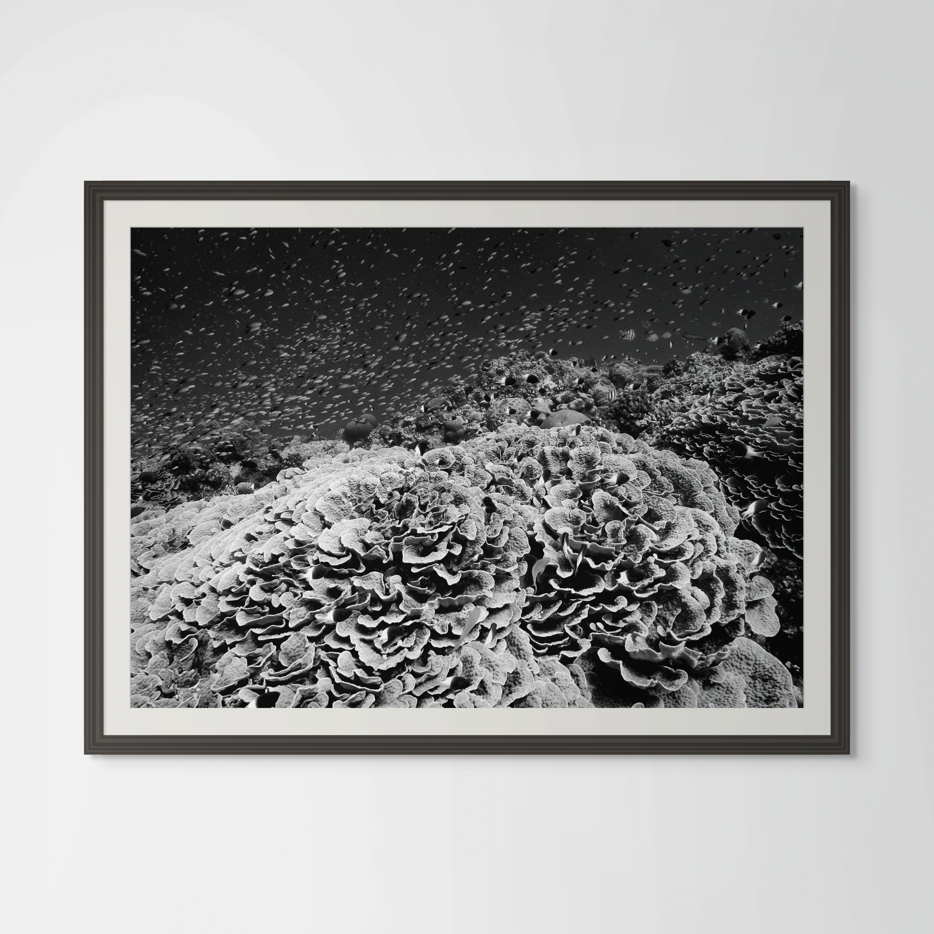 Underwater Fine Art Photography | Black and White Coral Reef Art | Museum Quality Ocean Photography 