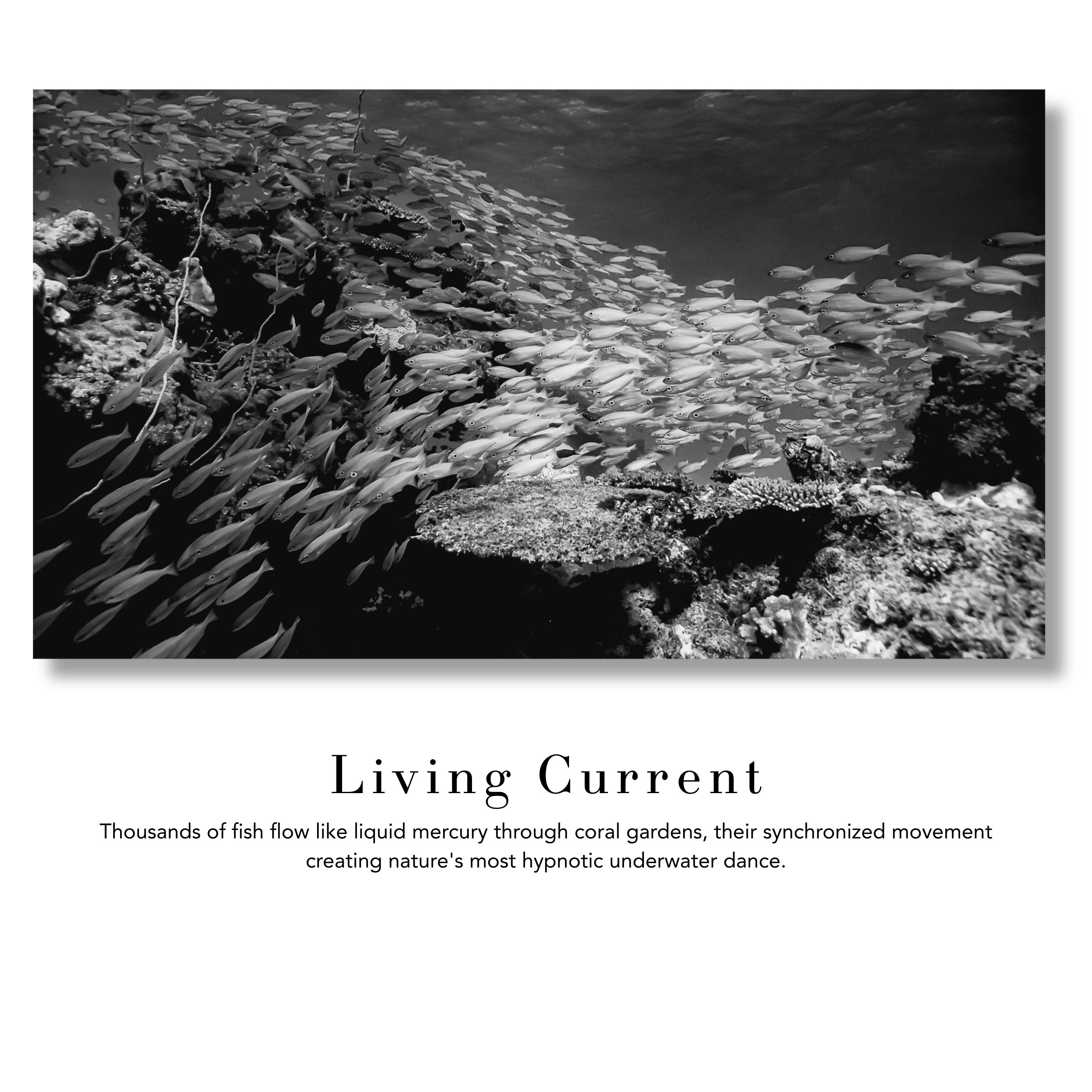 Underwater Fine Art Photography | Tropical Fish Black and White Contemporary Print 