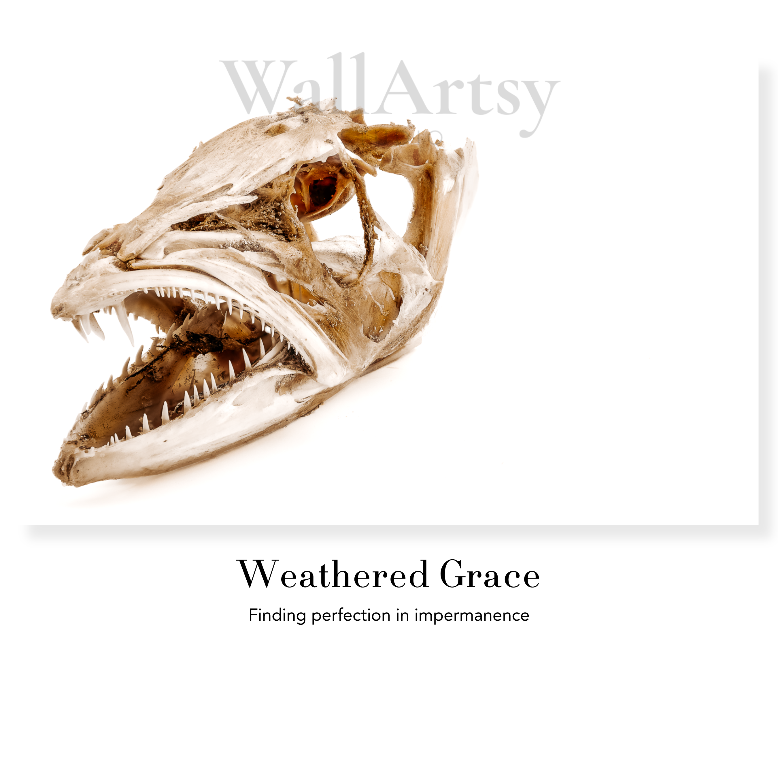 Marine Fine Art Photography | Weathered Grace Wabi-Sabi Minimalist Natural History Wall Art Collection