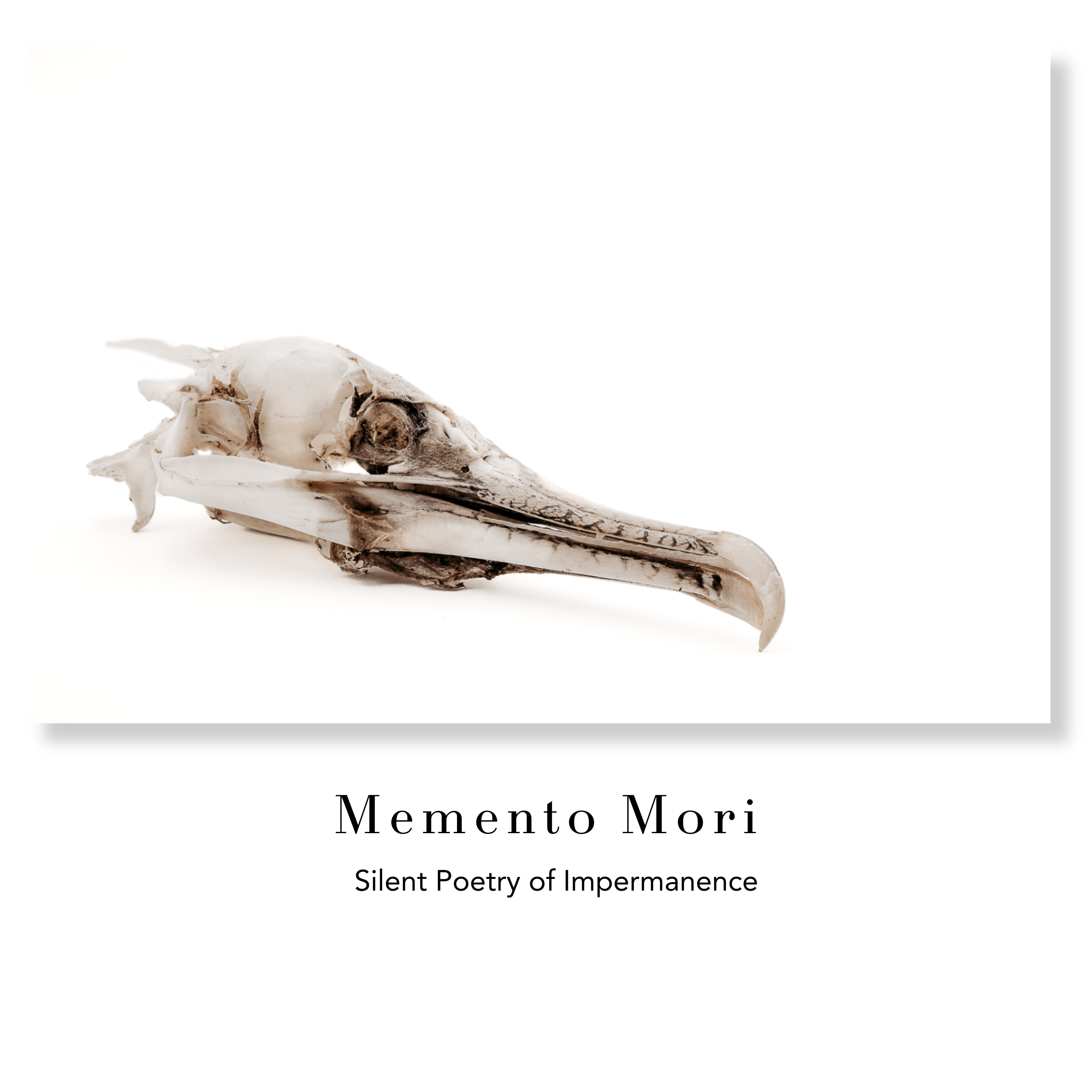 Memento Mori Fine Art Photography Print | Minimalist Bird Skull Limited Edition Wabi-Sabi Print